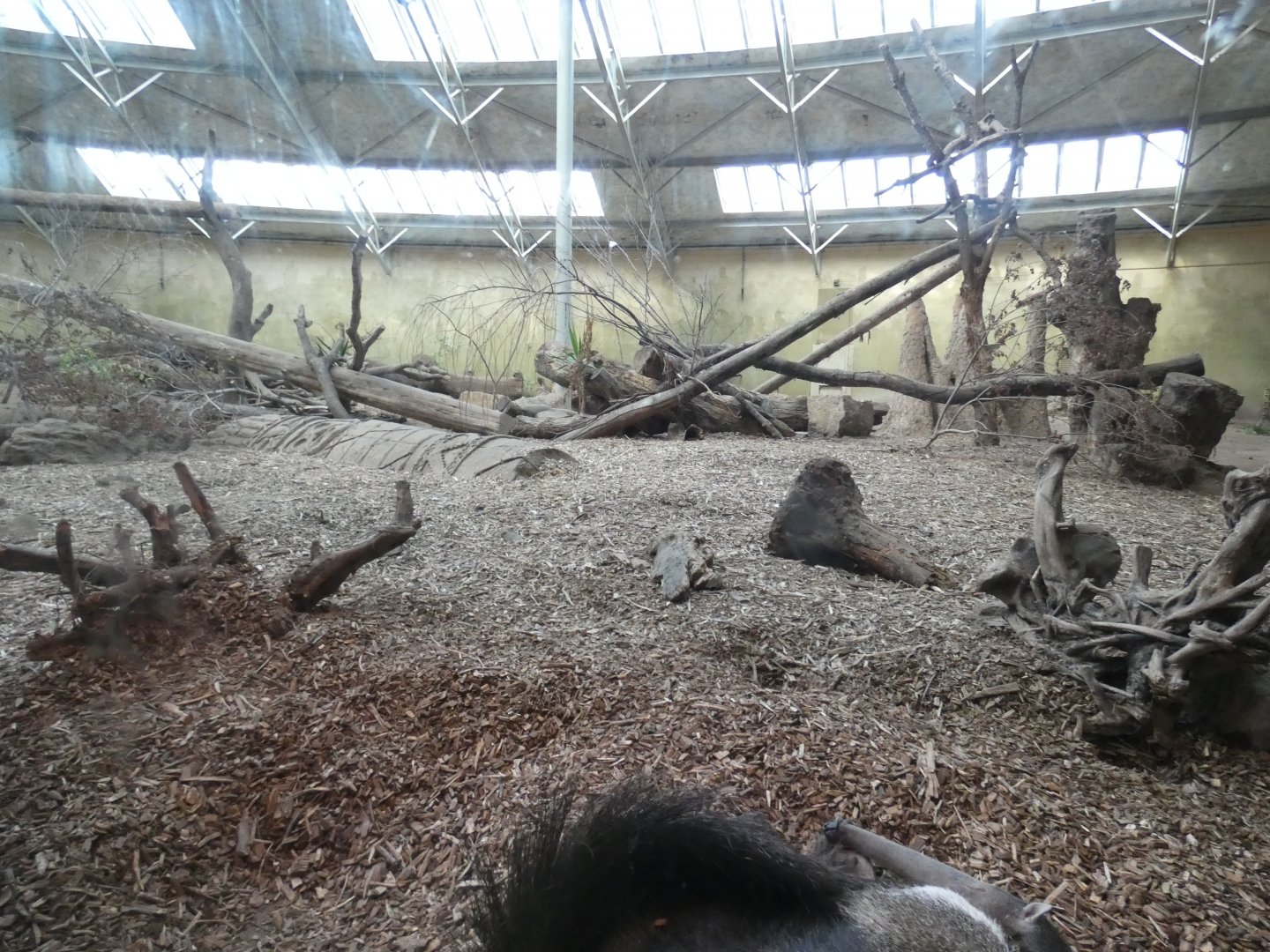 Giant Anteater exhibit in Jaguar house