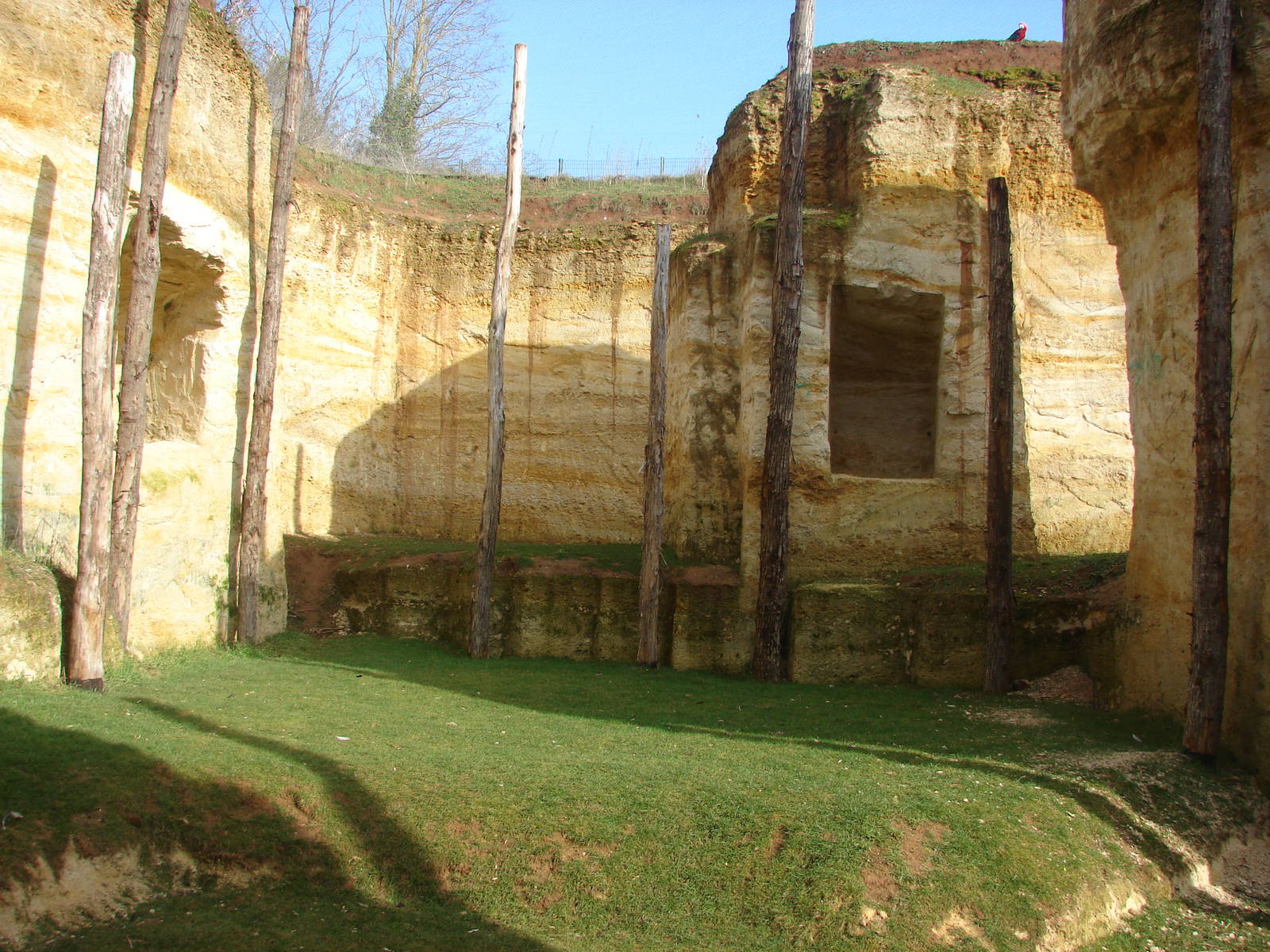 Giant anteater exhibit in the south american aviary
