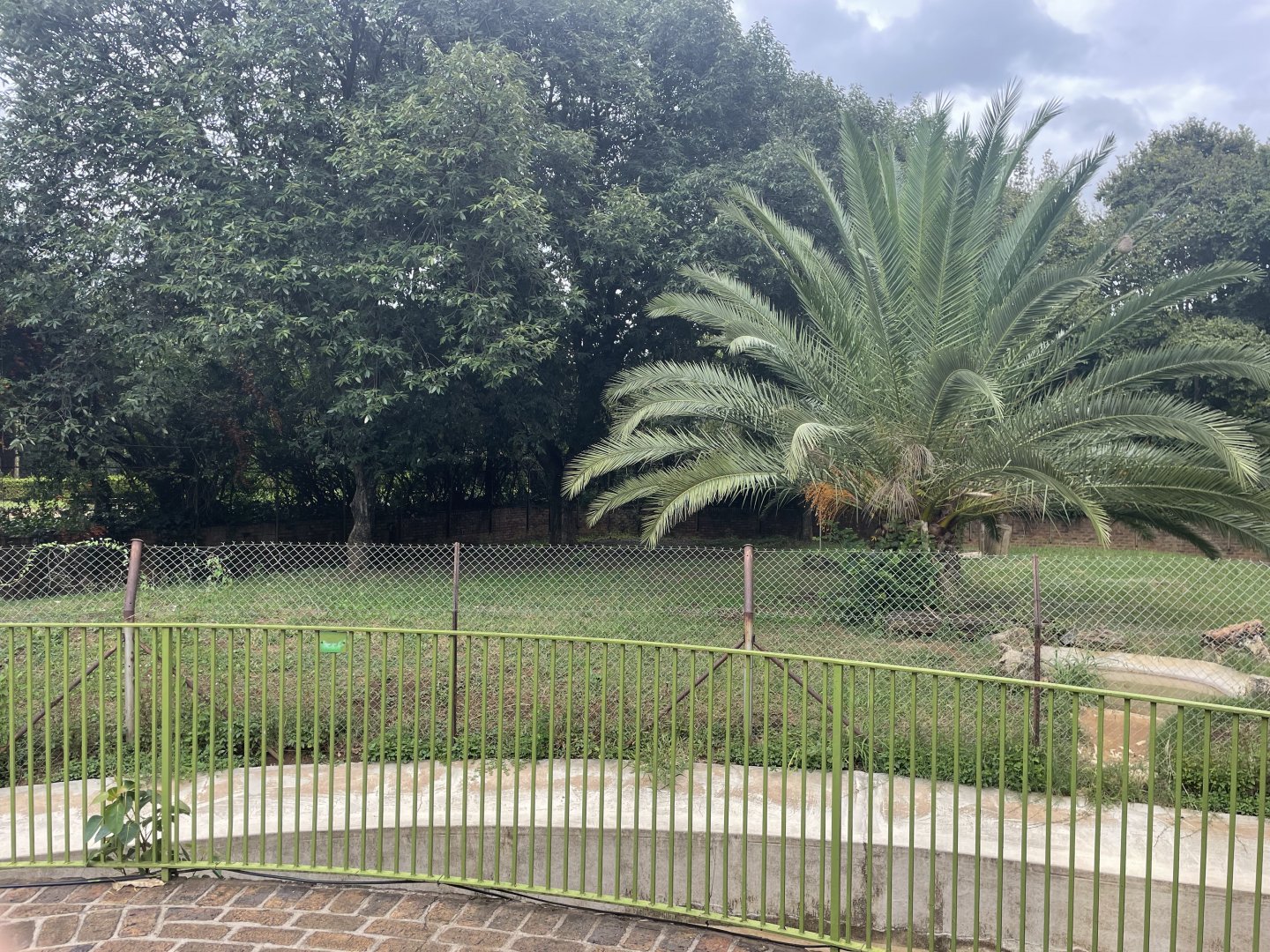 Giant Anteater Exhibit (Myrmecophaga tridactyla)