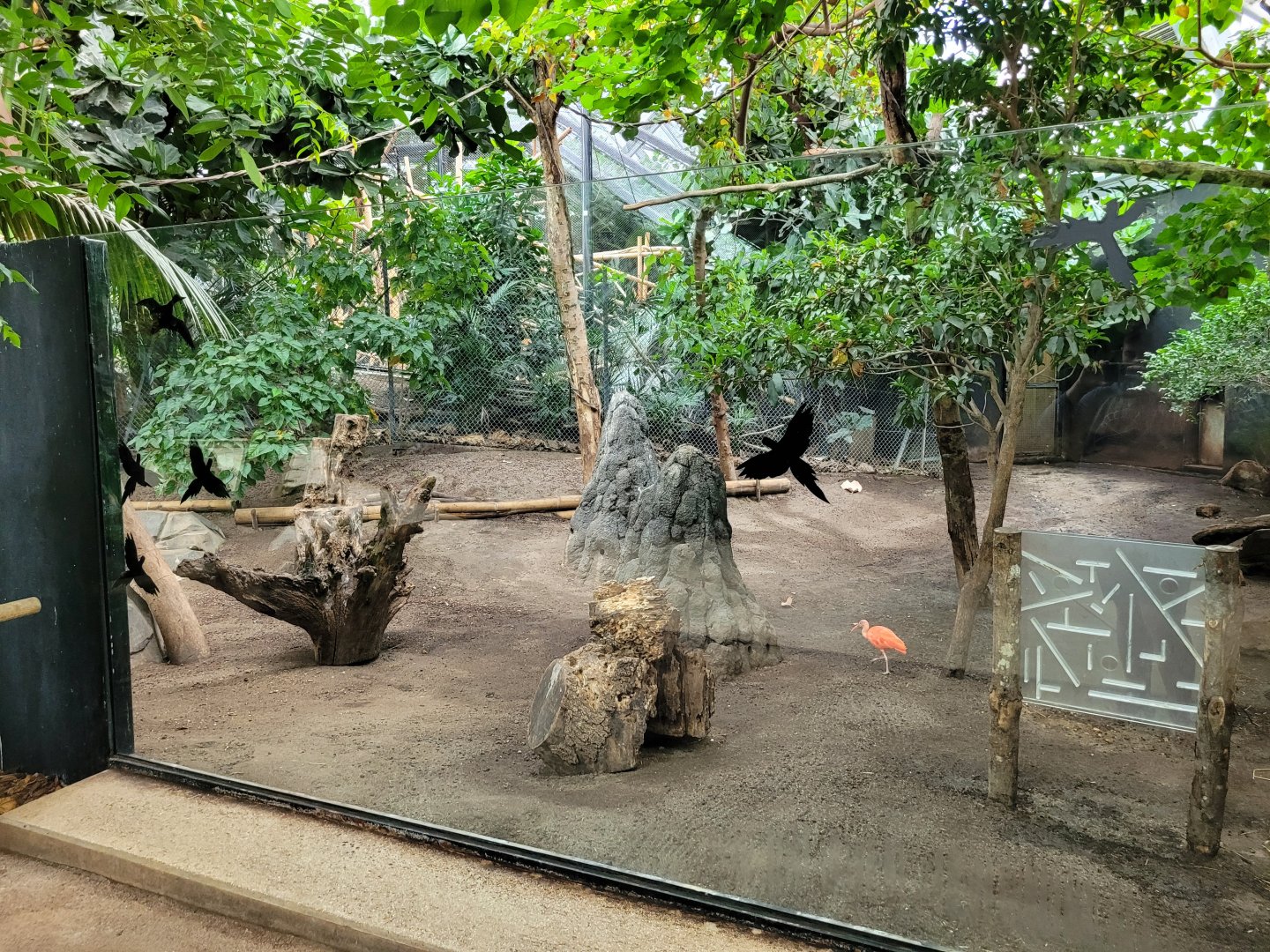 Giant anteater exhibit -Parc Zoologique de Paris (2022)