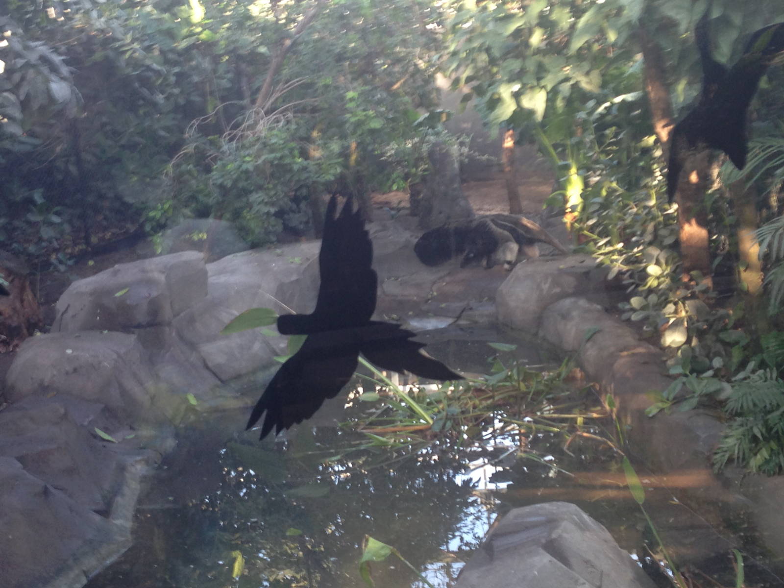 Giant Anteater Exhibit (Paris Zoo)