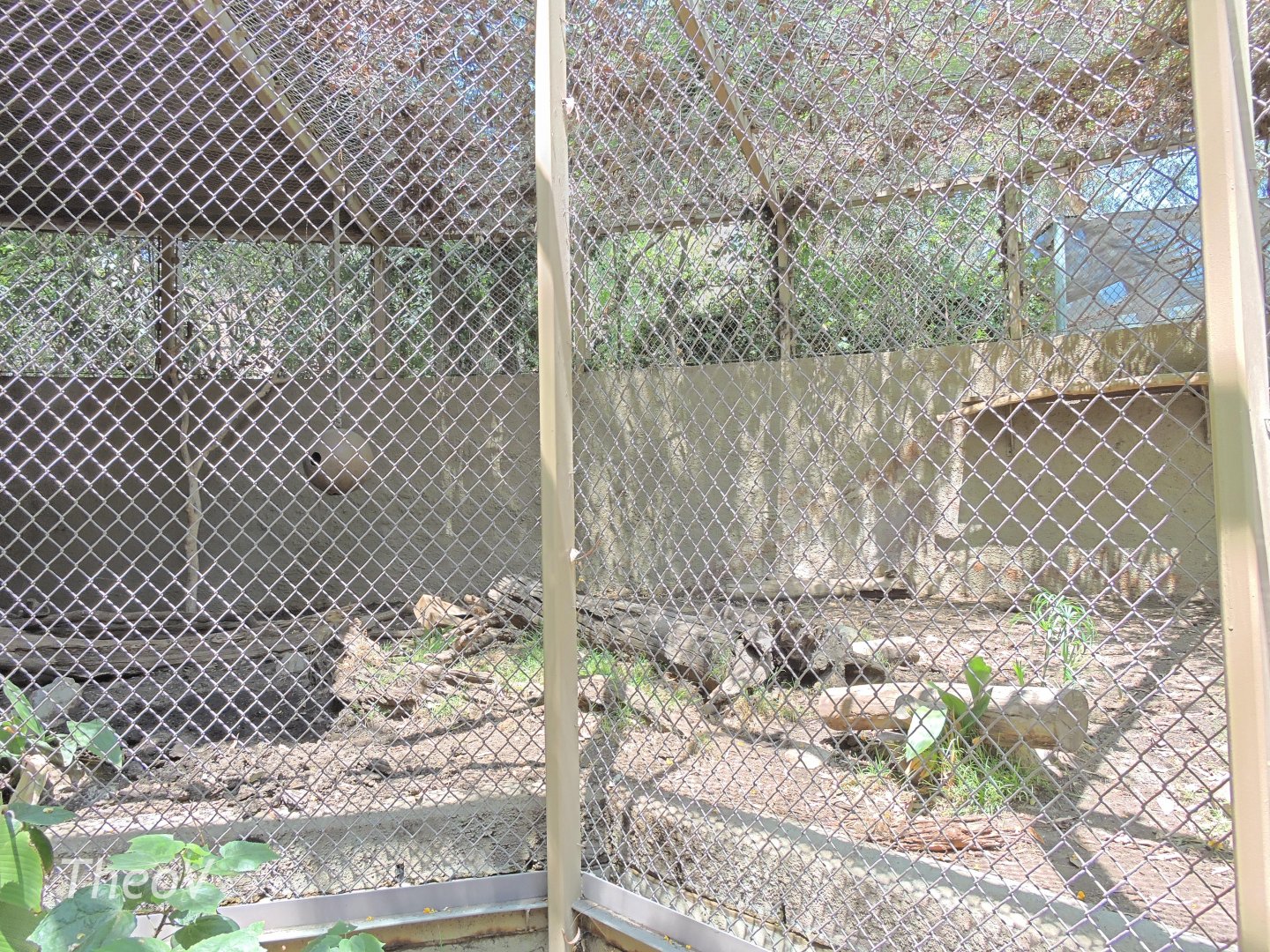 Giant anteater exhibit - Rainforest of The Americas [2015]