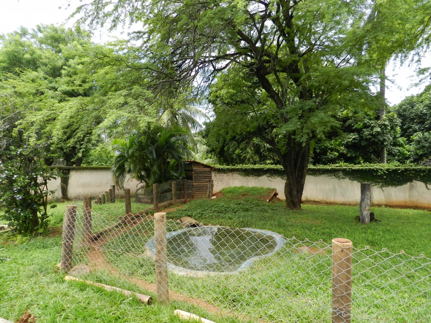 Giant anteater exhibit - Salvador zoo (PZGV)
