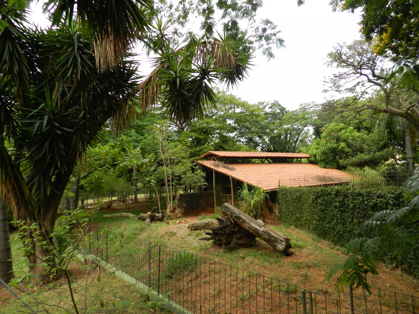 Giant anteater exhibit - Sorocaba zoo (PZMQB)