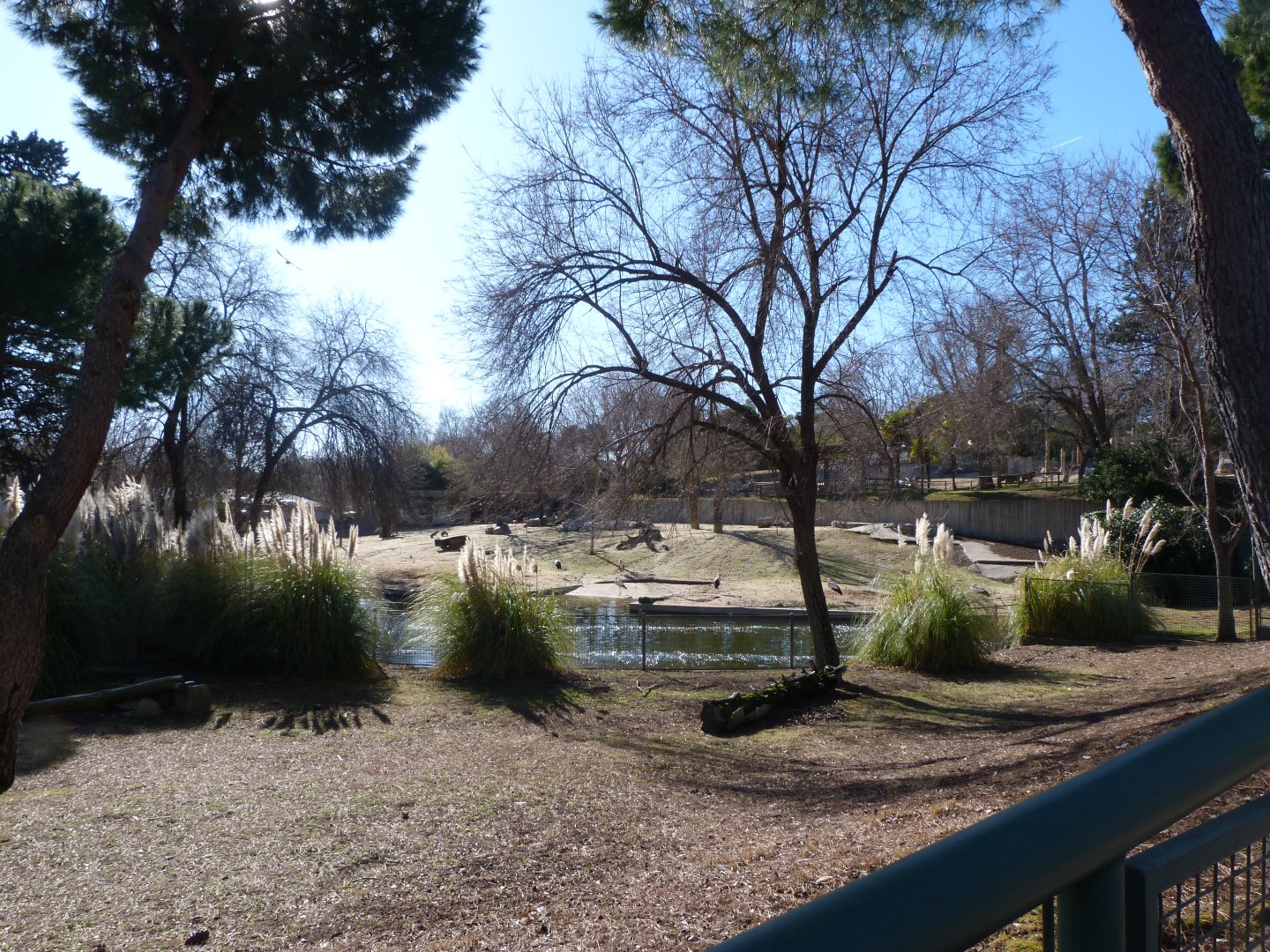 Giant anteater exhibit with South American paddock in the back -Zoo Aquarium de Madrid (2025)