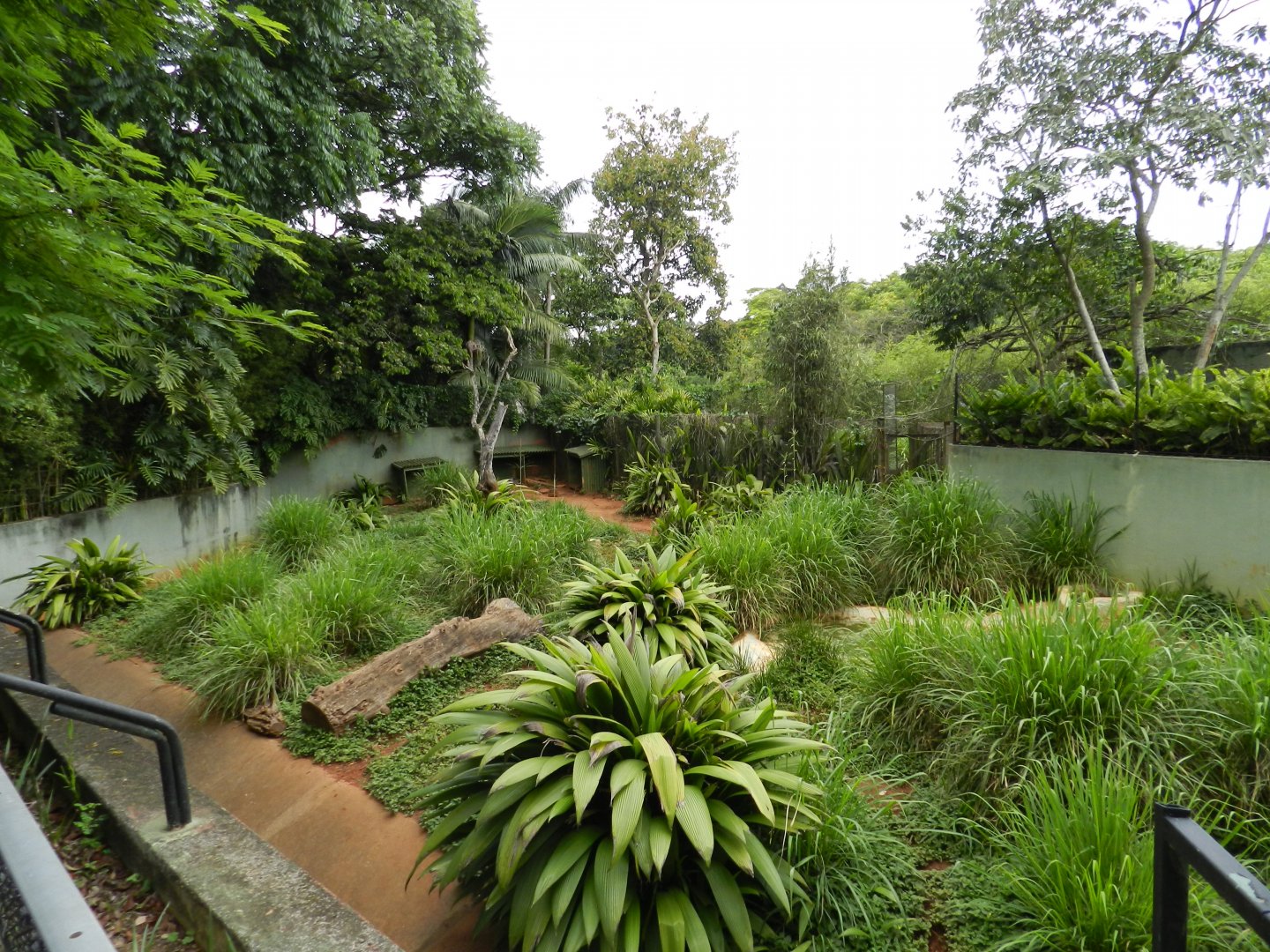 Giant anteater exhibit - Zoo São Paulo