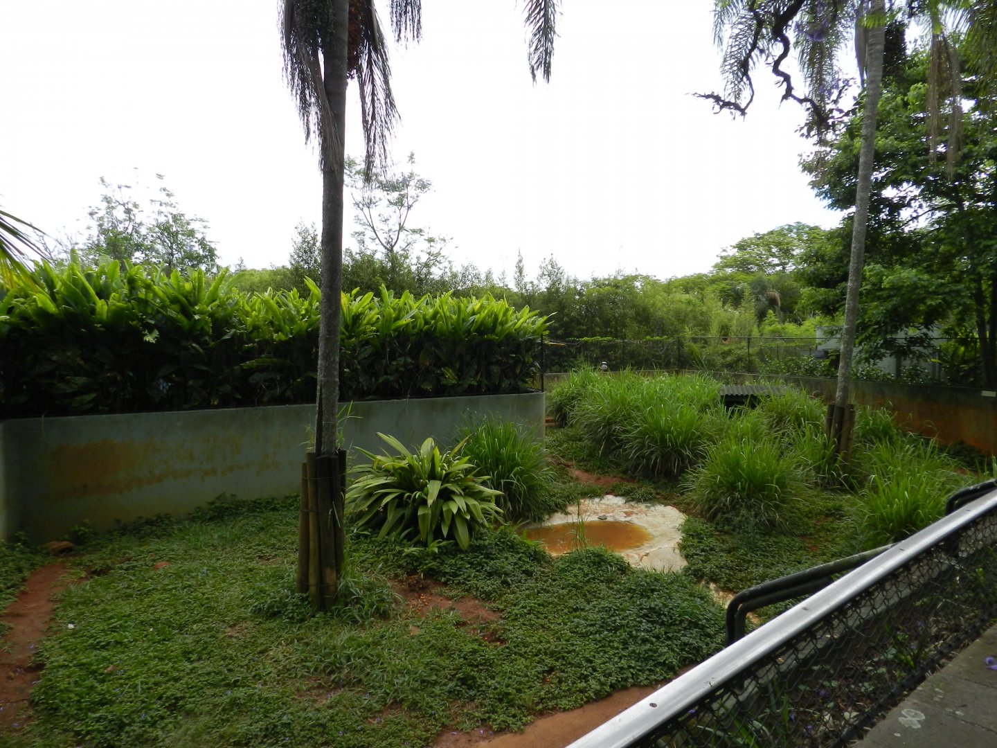 Giant anteater exhibit - Zoo São Paulo