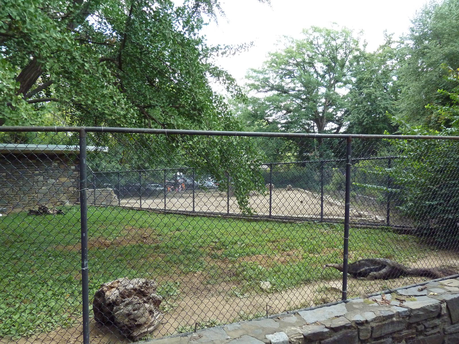 Giant Anteater Exhibit