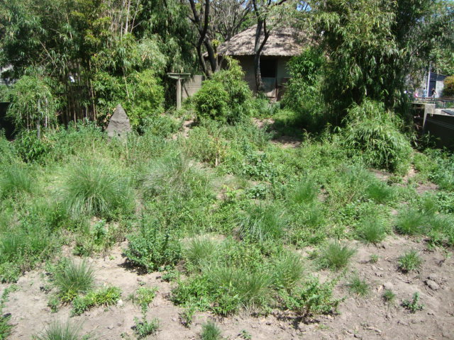 Giant Anteater exhibit