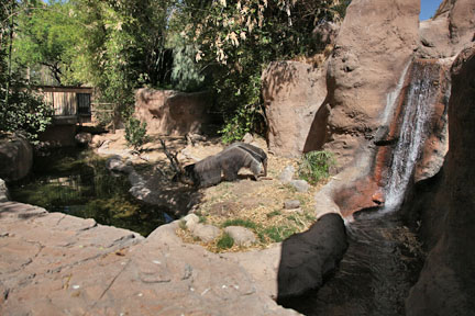 giant anteater exhibit