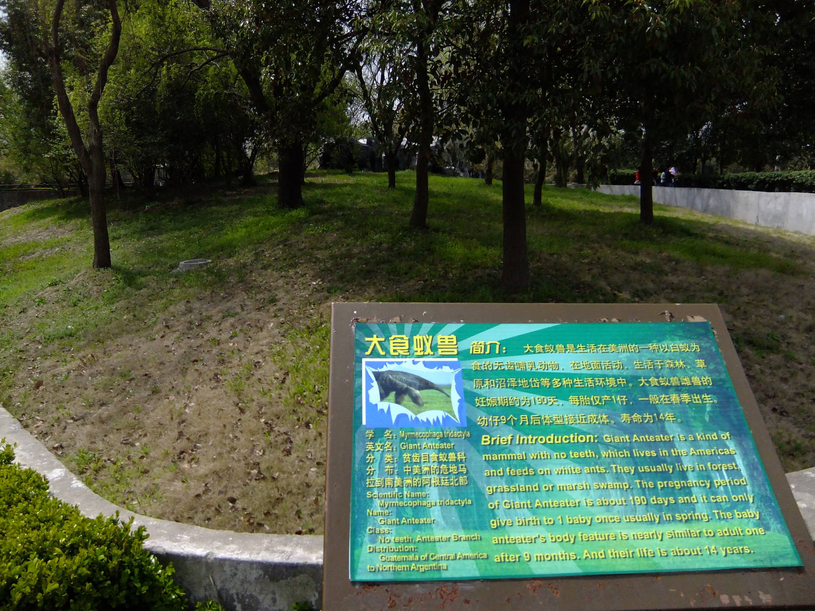 Giant Anteater Exhibit