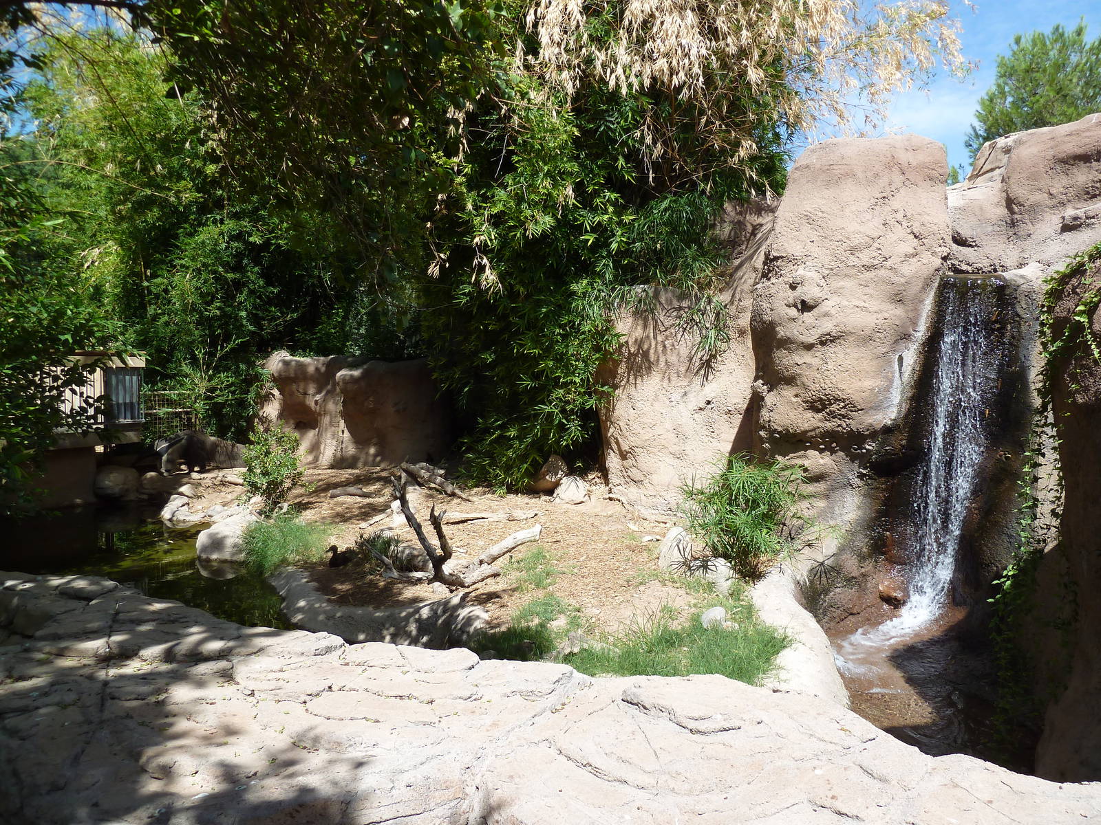 Giant Anteater Exhibit