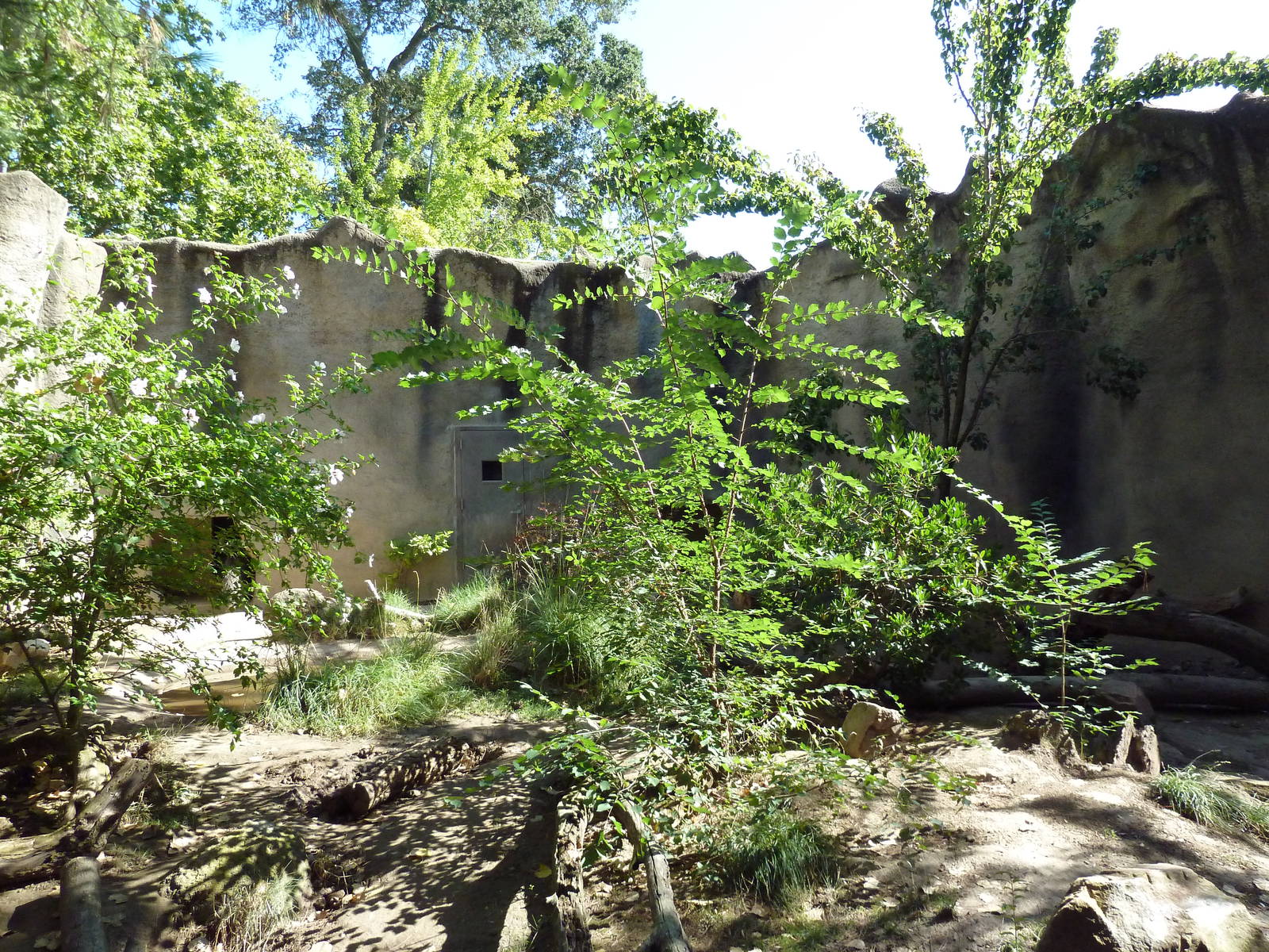Giant Anteater Exhibit