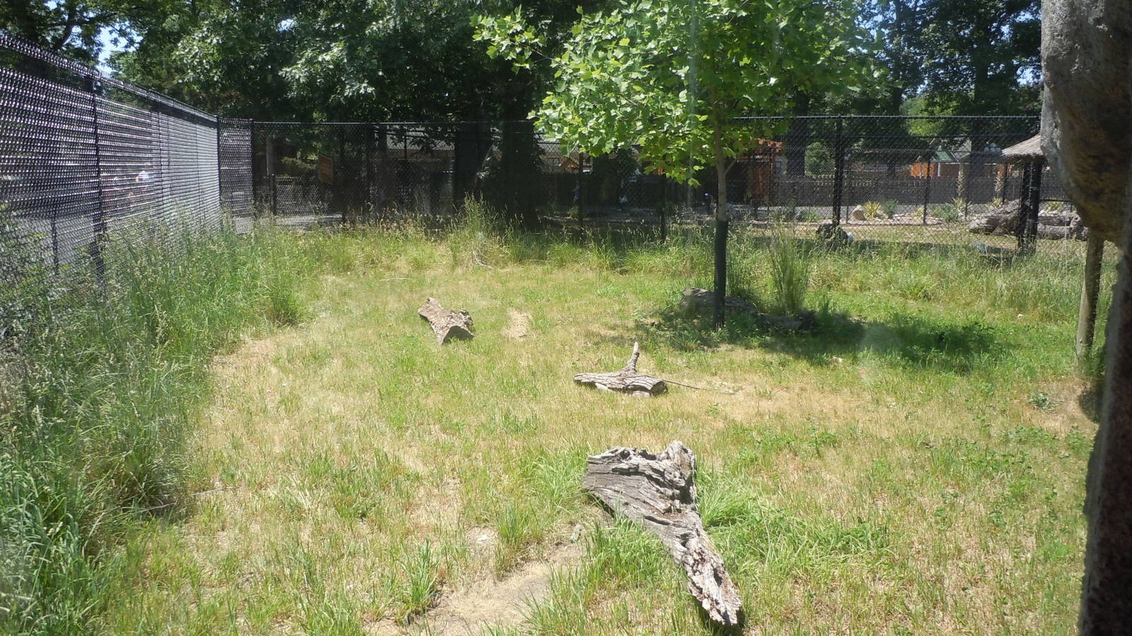 Giant Anteater Exhibit