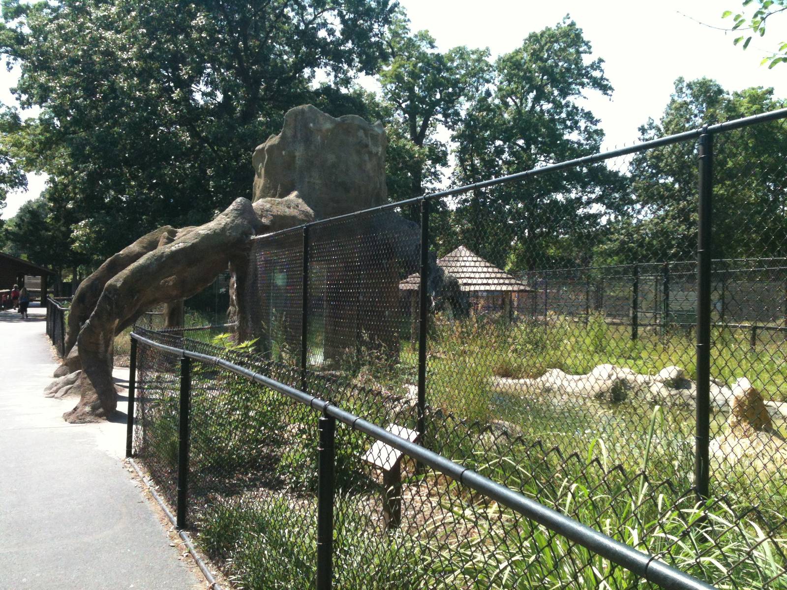Giant Anteater Exhibit