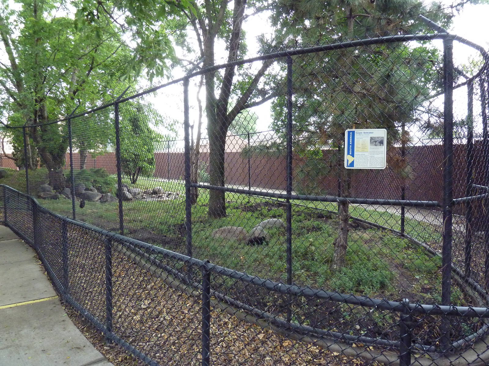 Giant Anteater Exhibit