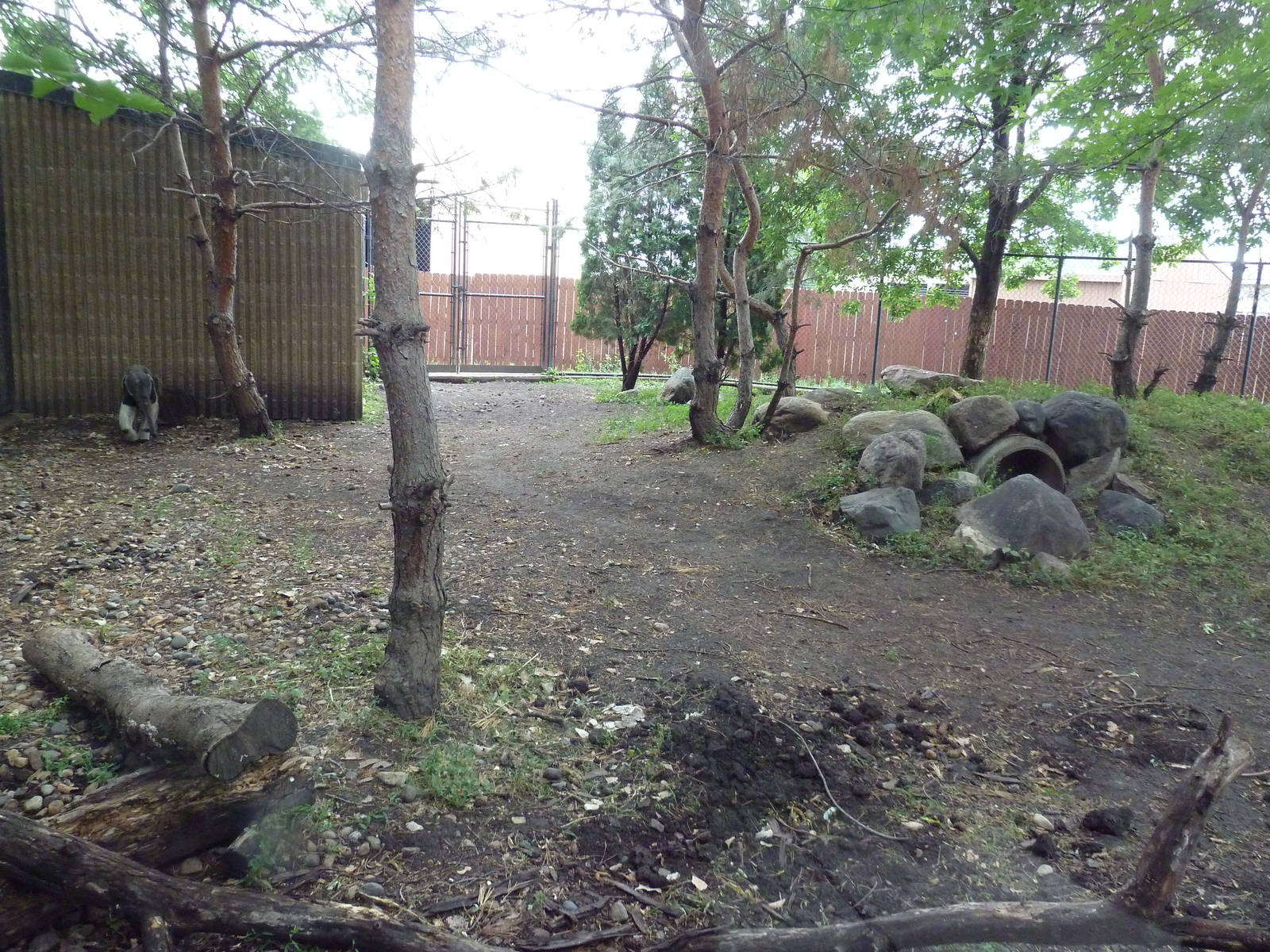 Giant Anteater Exhibit