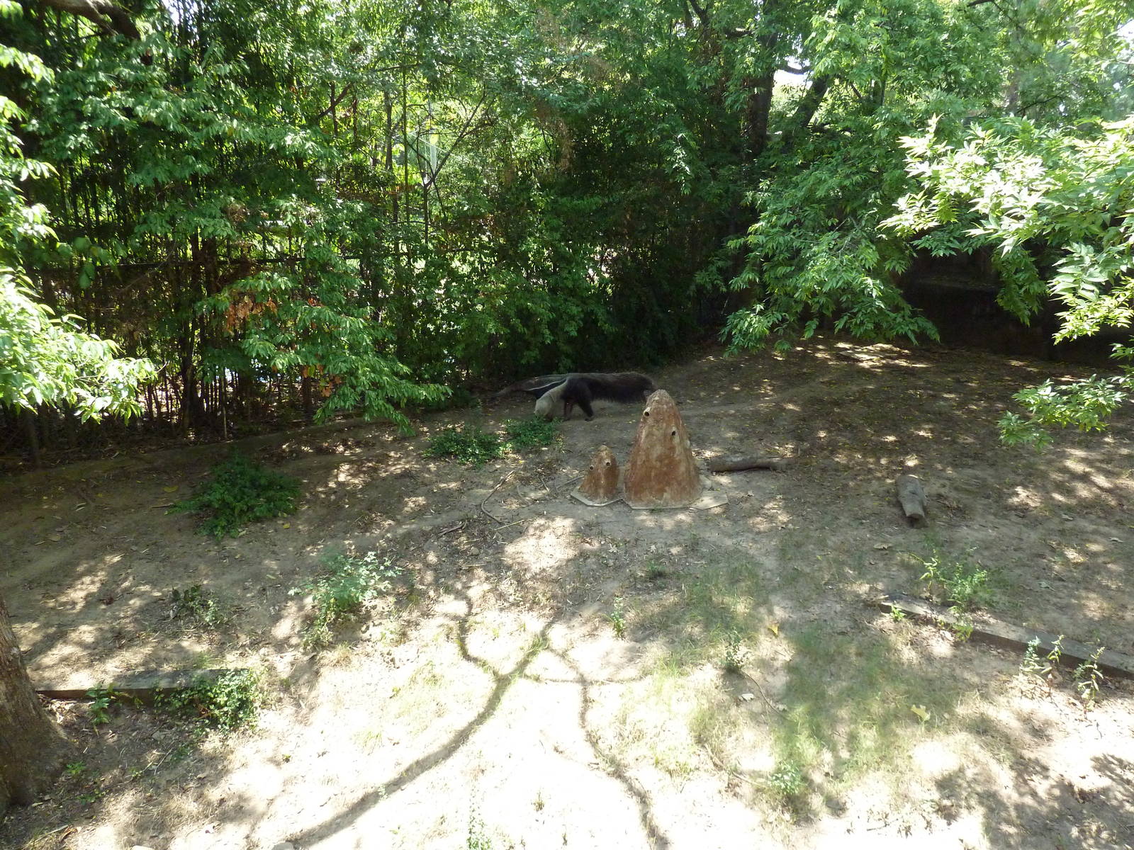 Giant Anteater Exhibit