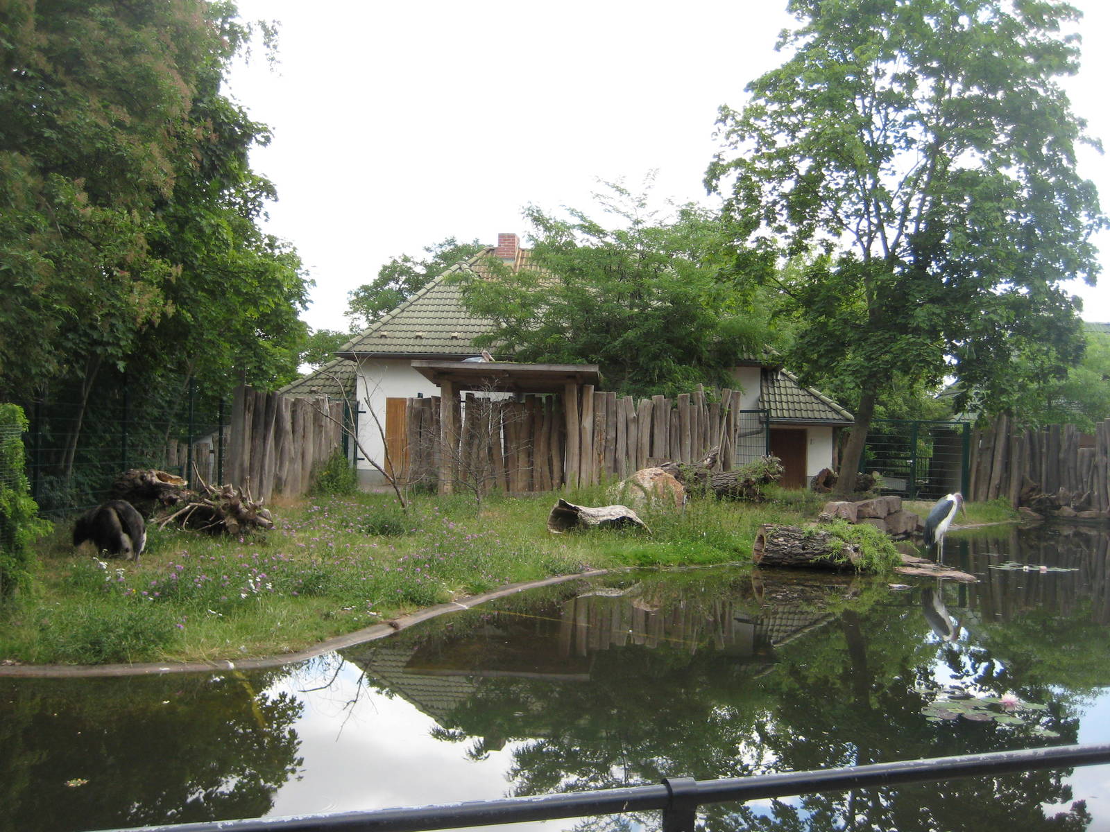 Giant anteater Exhibit