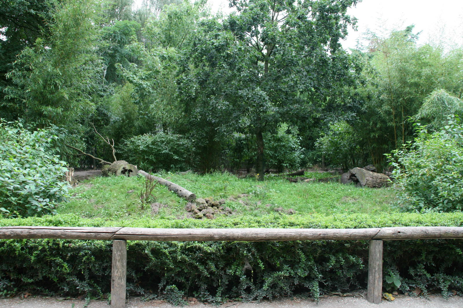 giant anteater  exhibit