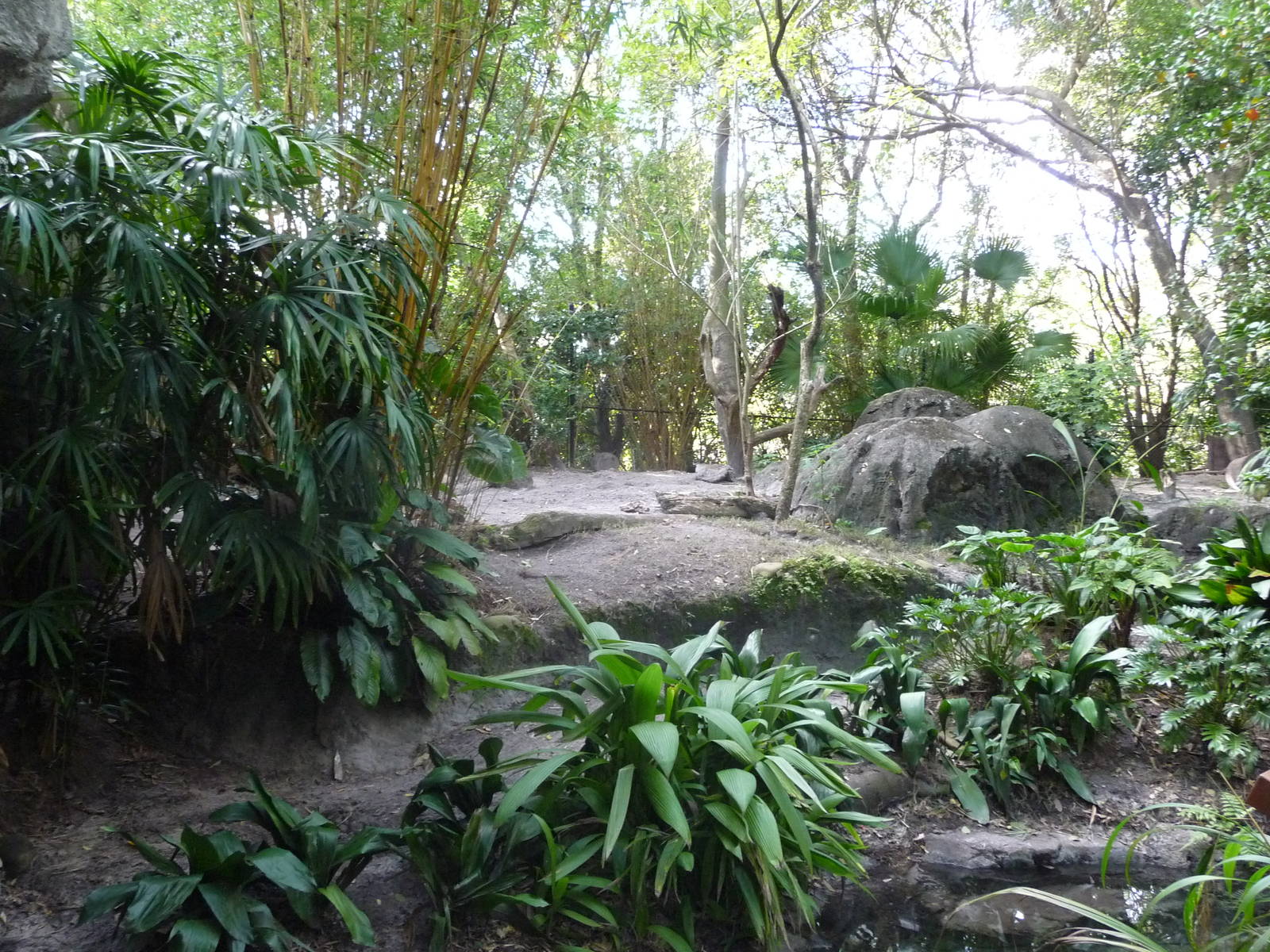 Giant Anteater Exhibit