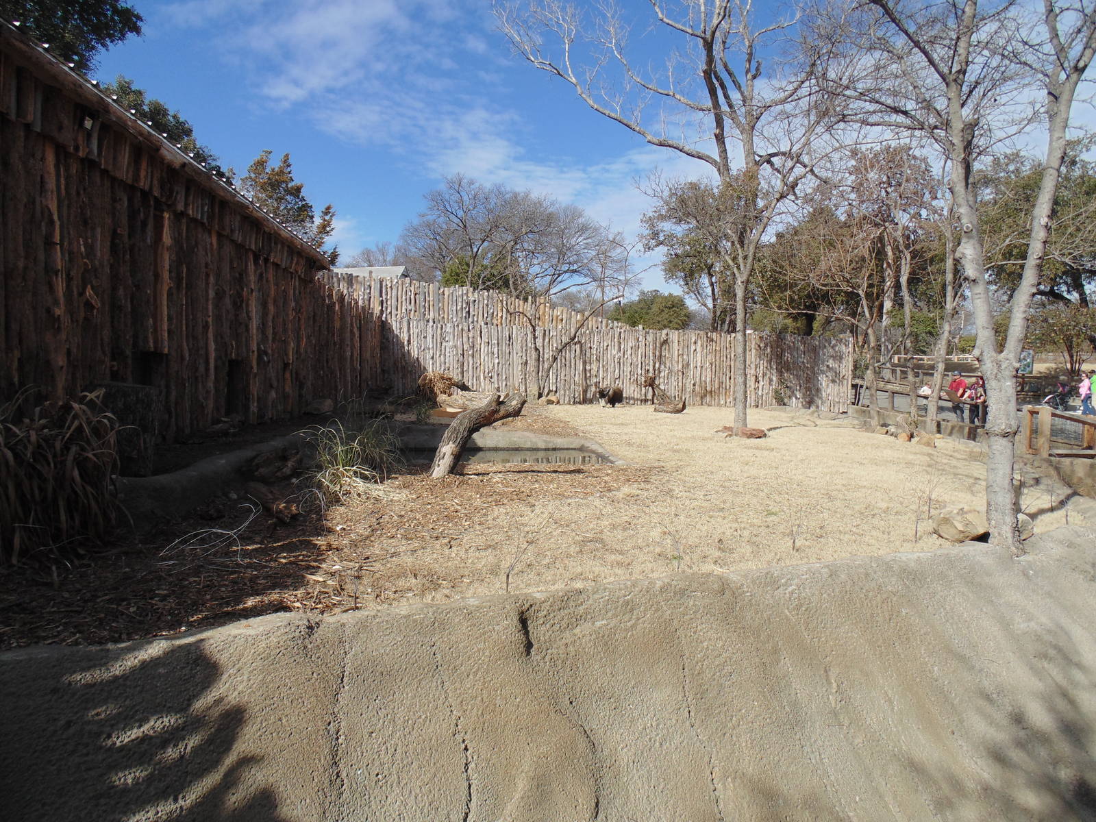 Giant Anteater Exhibit