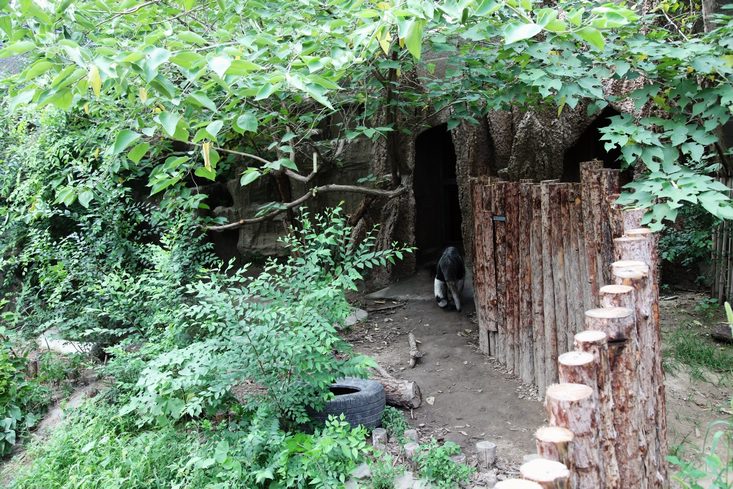 Giant anteater exhibit