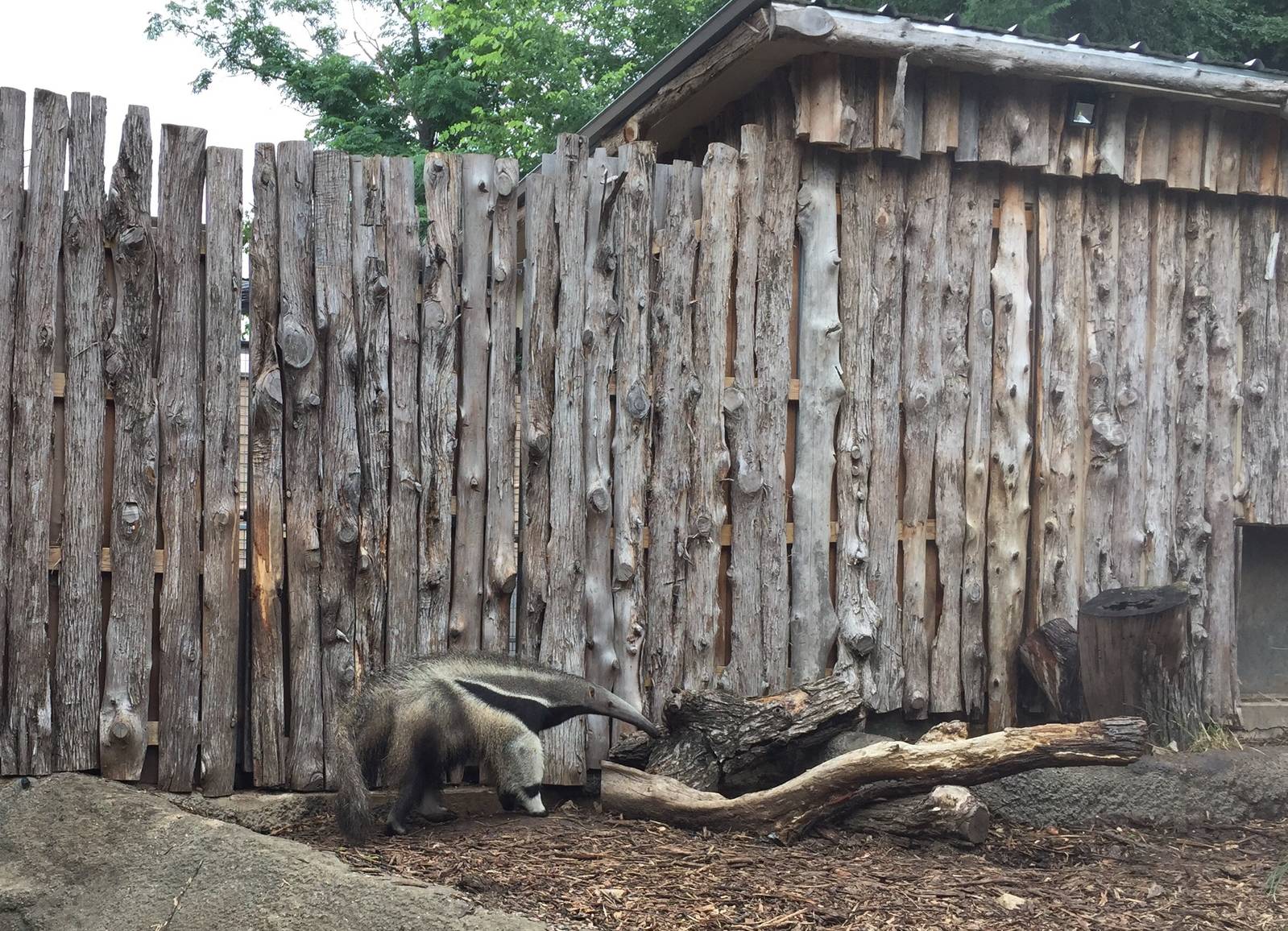 Giant Anteater Exhibit