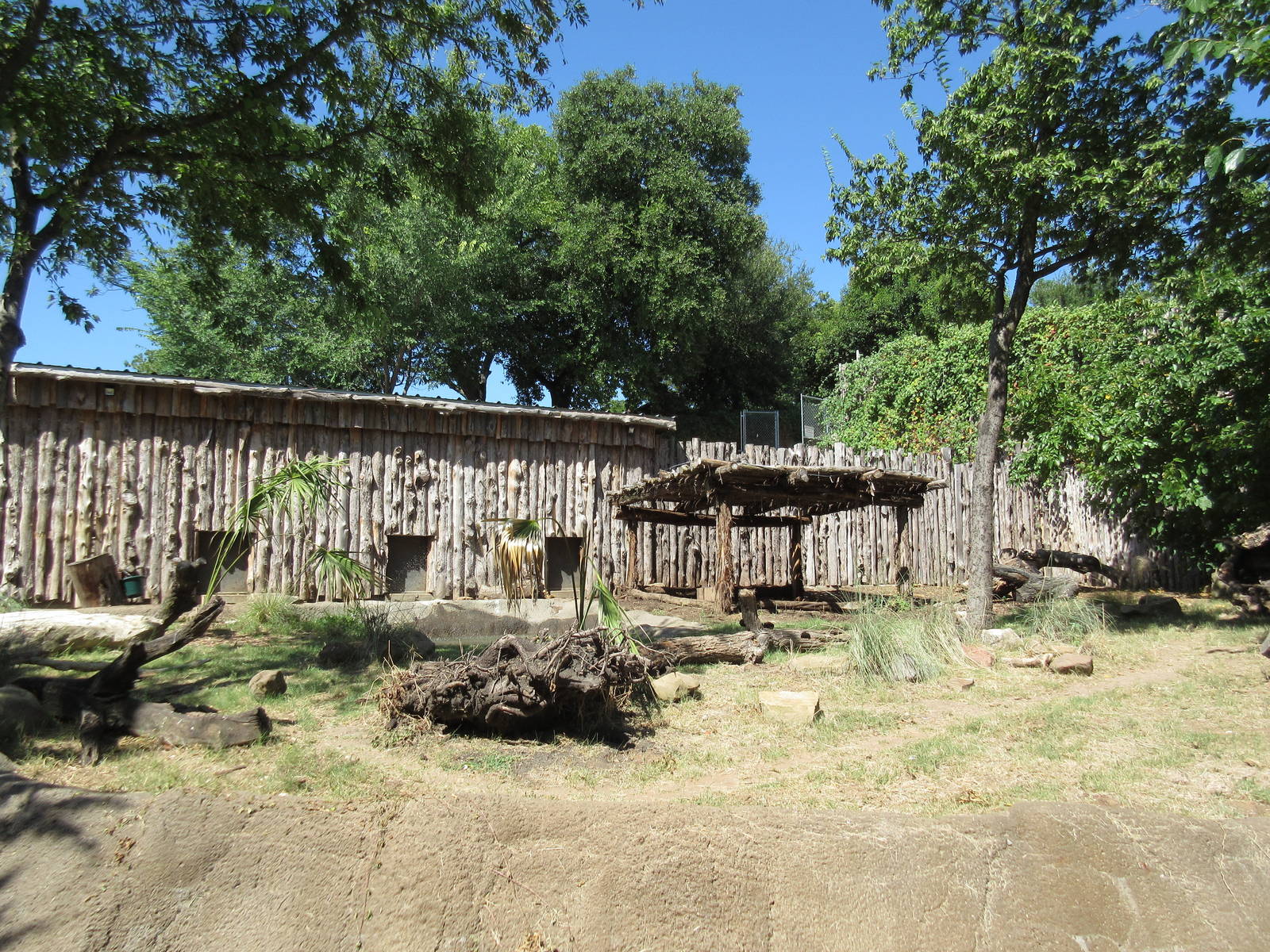 Giant Anteater Exhibit