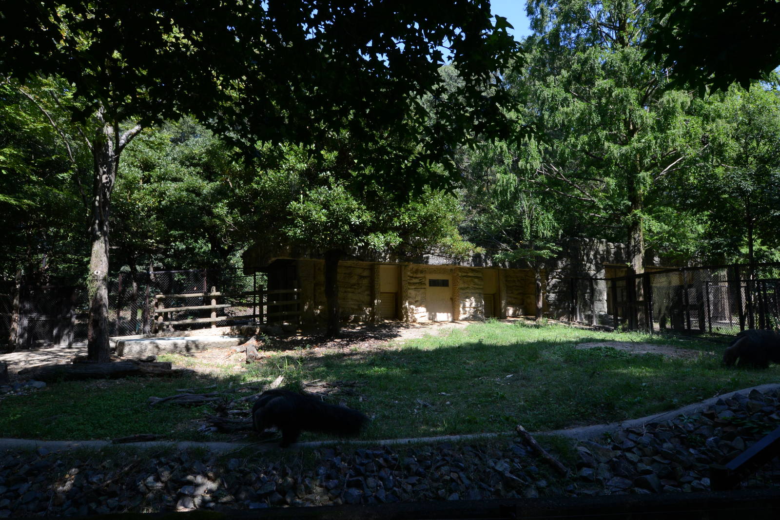 Giant anteater exhibit