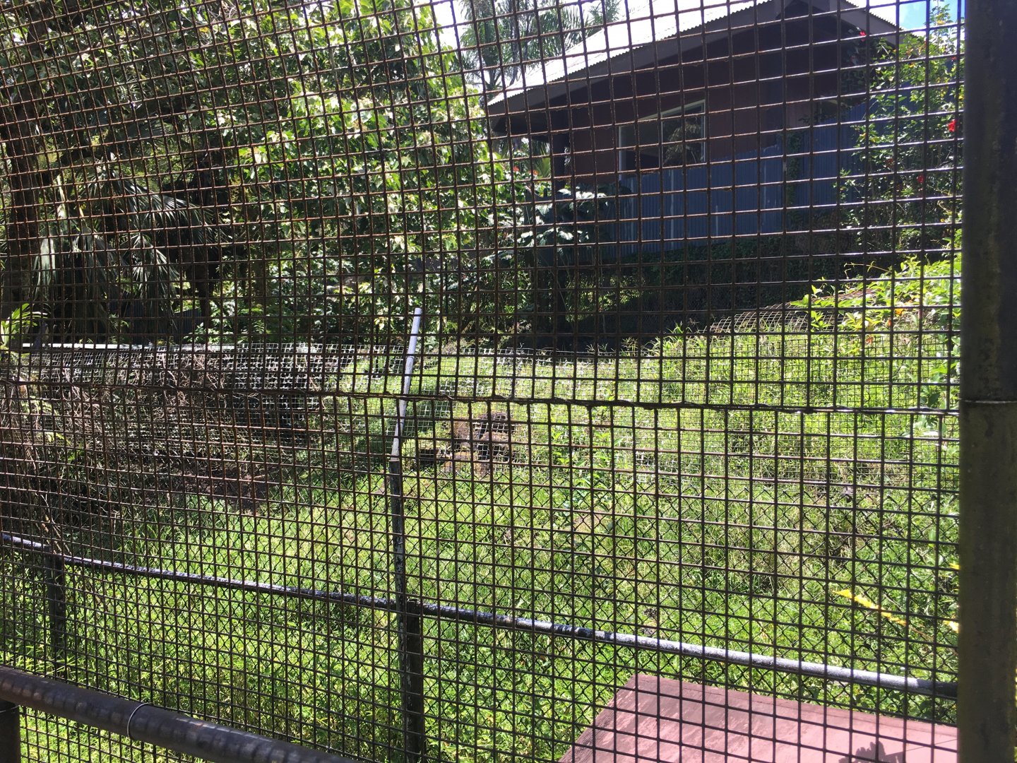 Giant Anteater Exhibit