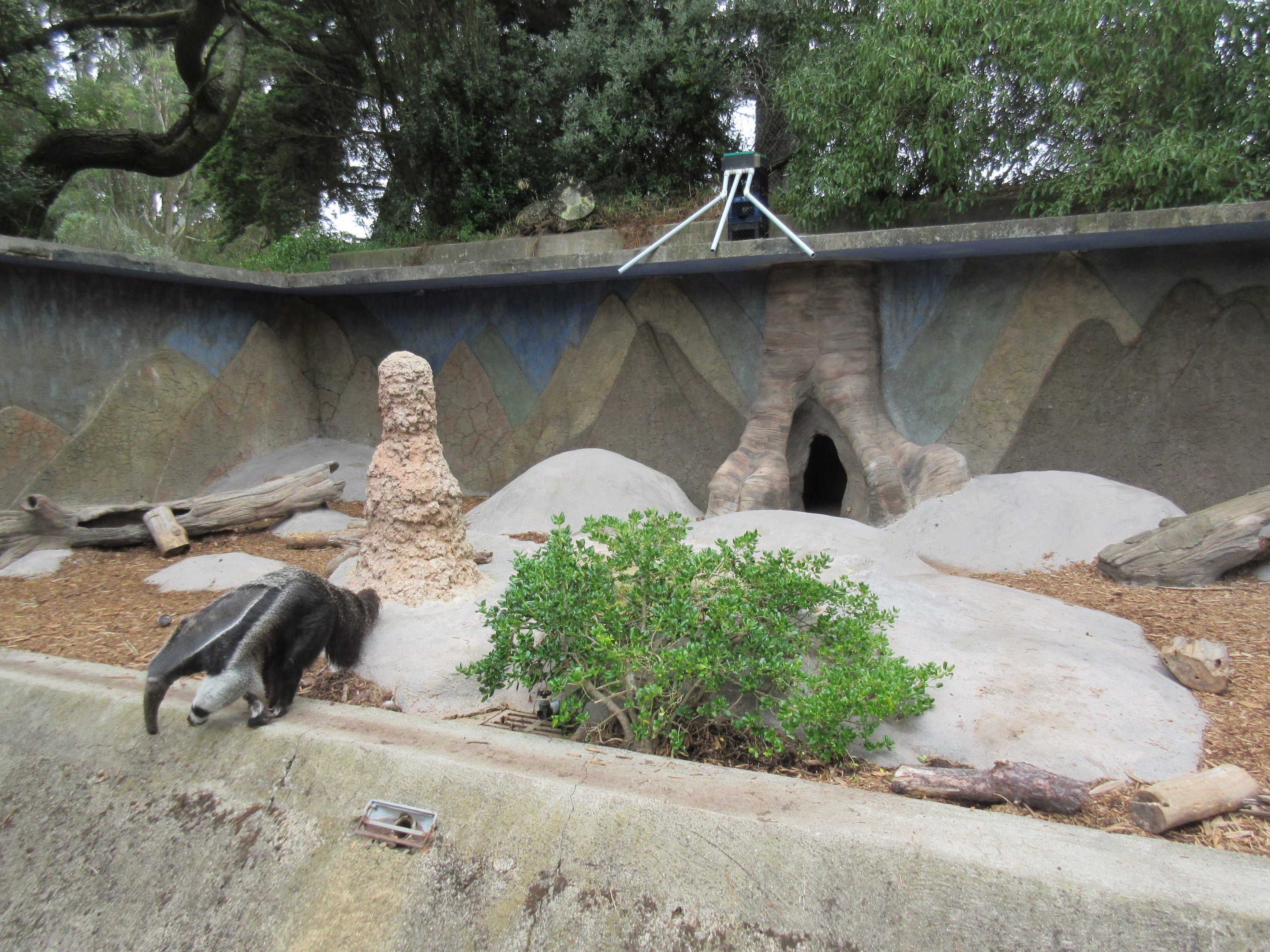 Giant Anteater Exhibit