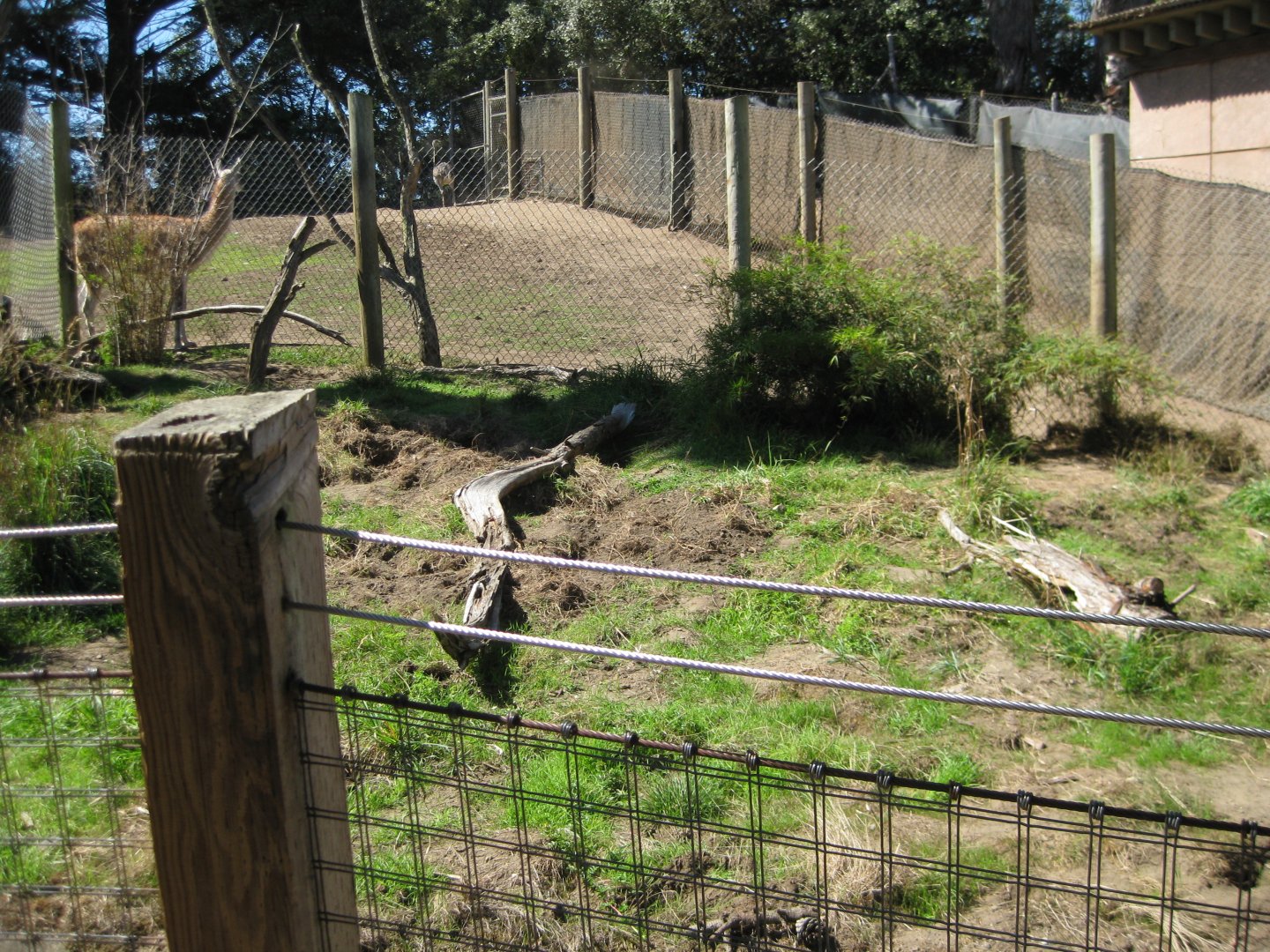 Giant anteater exhibit