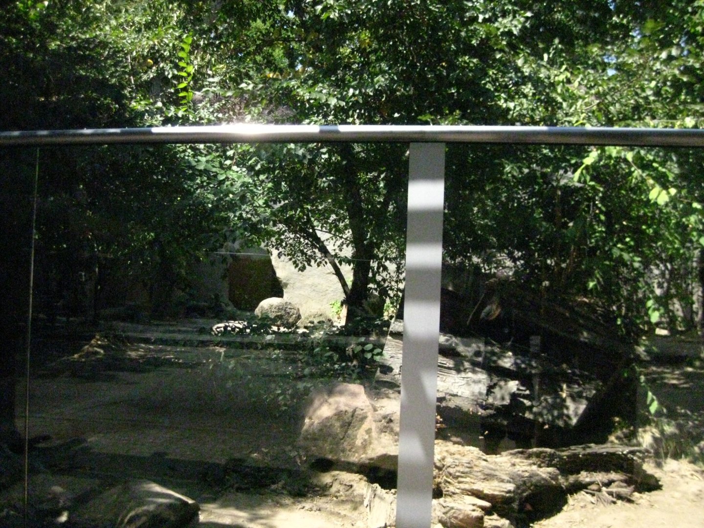 Giant Anteater Exhibit