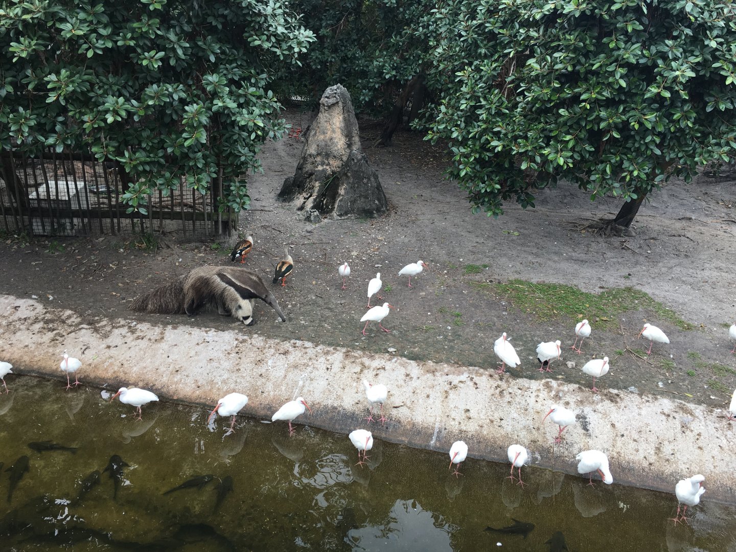 Giant Anteater Exhibit