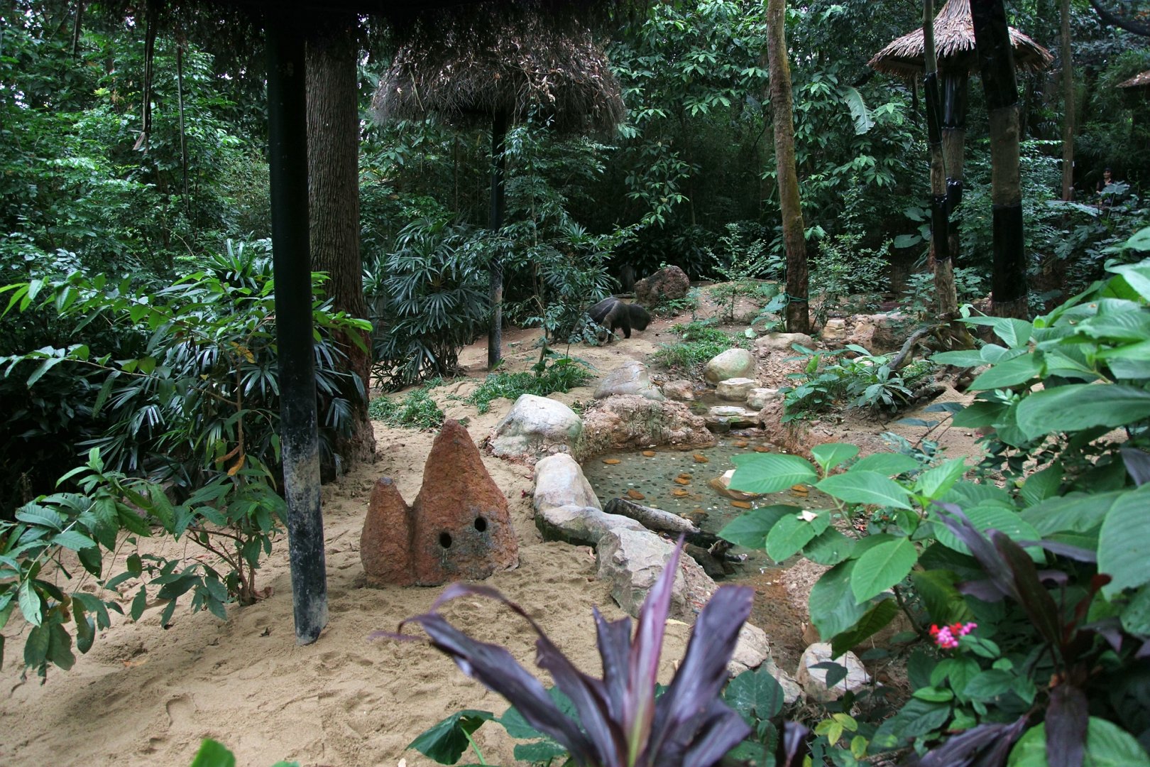 Giant anteater exhibit