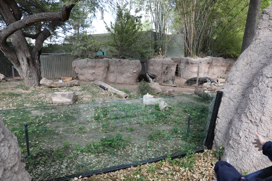 giant anteater exhibit