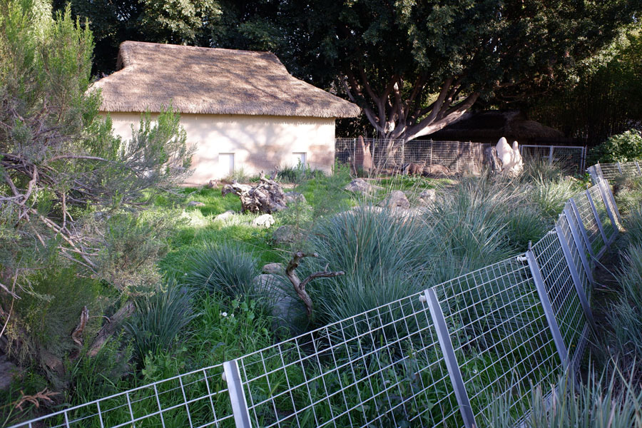 giant anteater exhibit