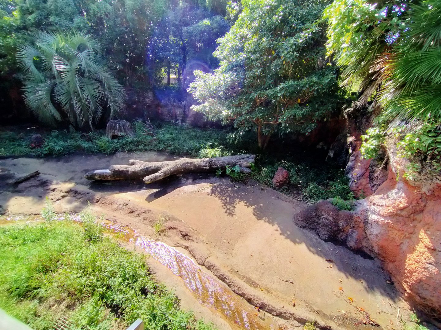 Giant anteater exhibit