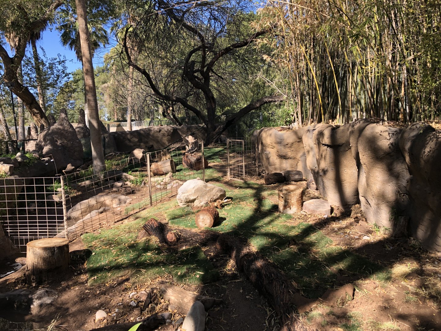 Giant Anteater Exhibit
