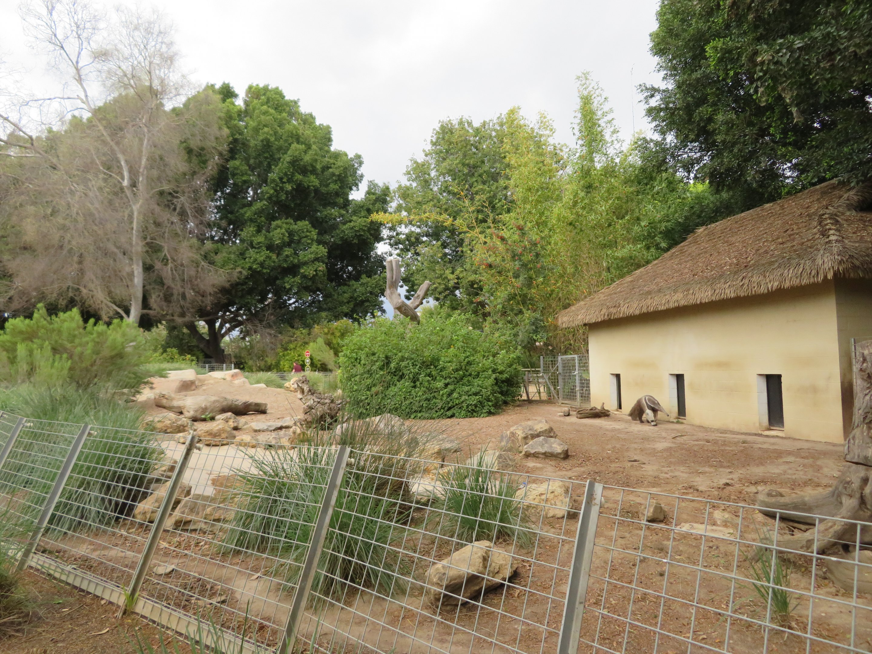 Giant Anteater Exhibit