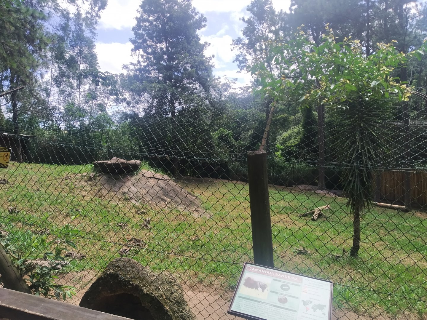 Giant anteater exhibit