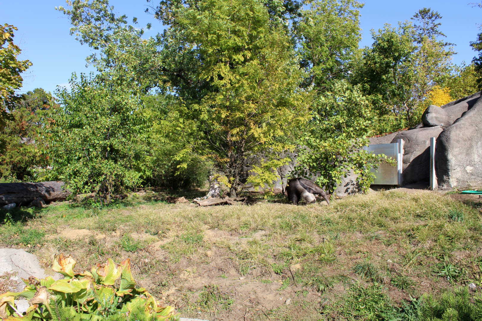 Giant Anteater Exhibit