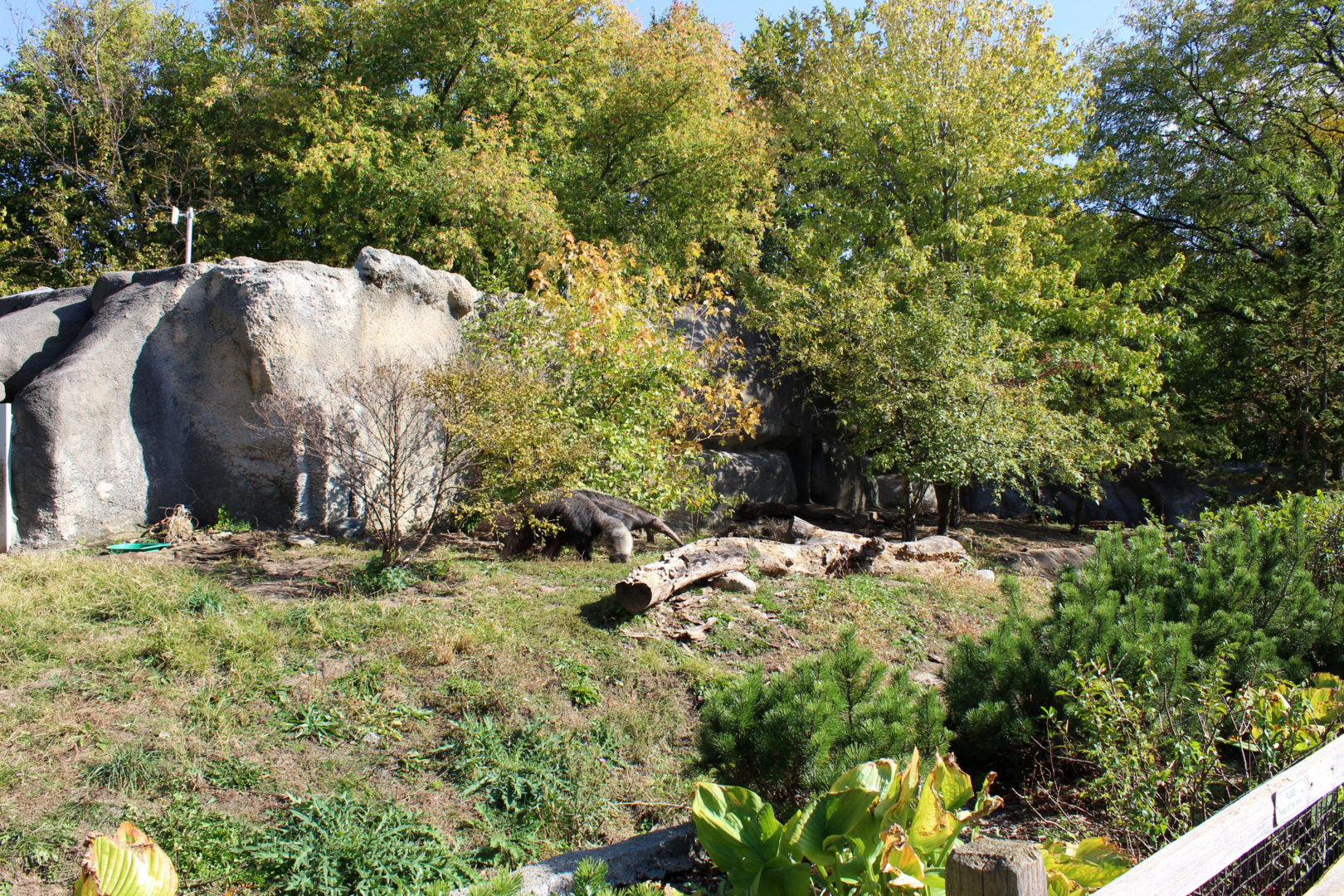 Giant Anteater Exhibit
