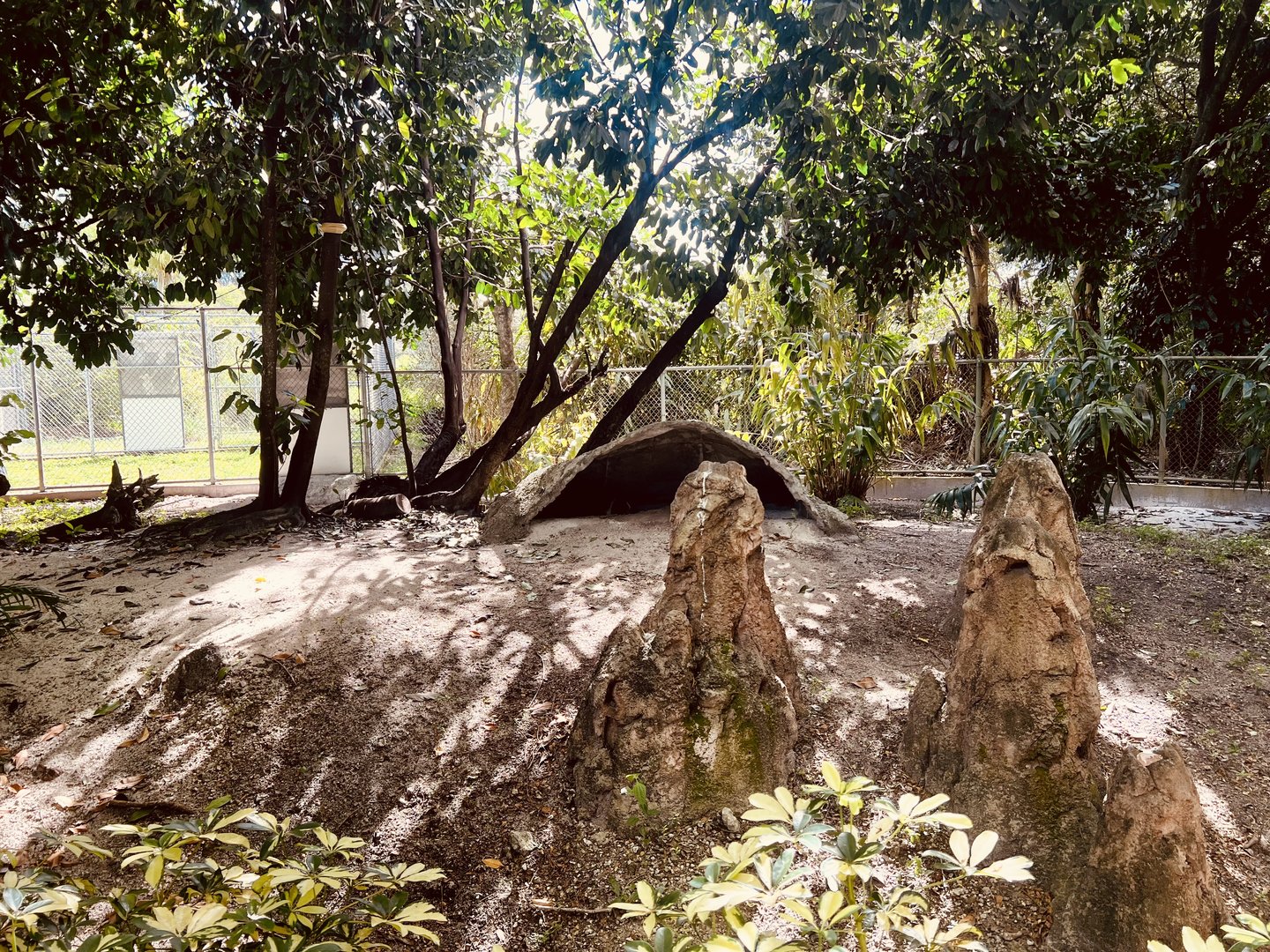 Giant Anteater Exhibit