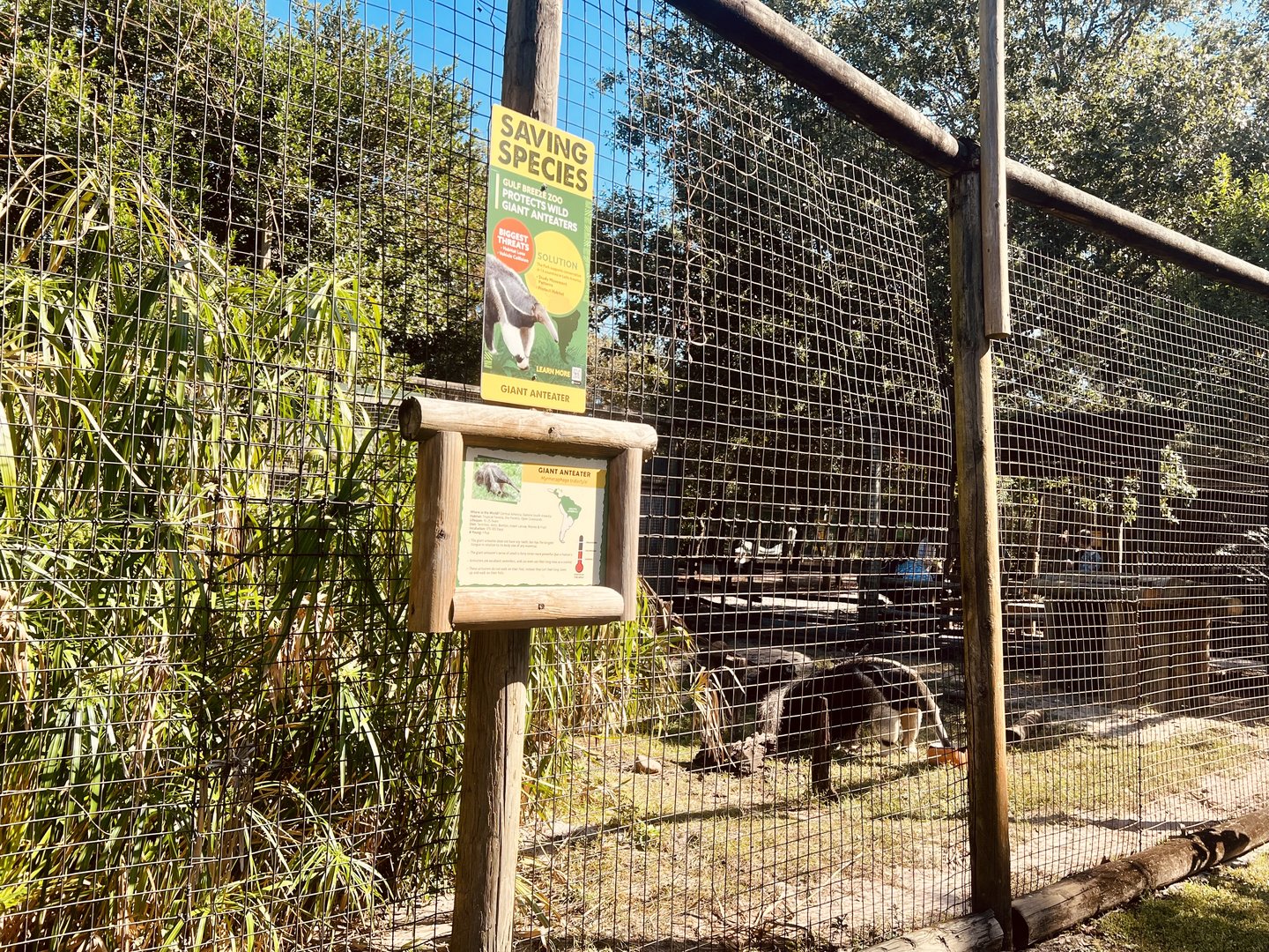 Giant Anteater Exhibit