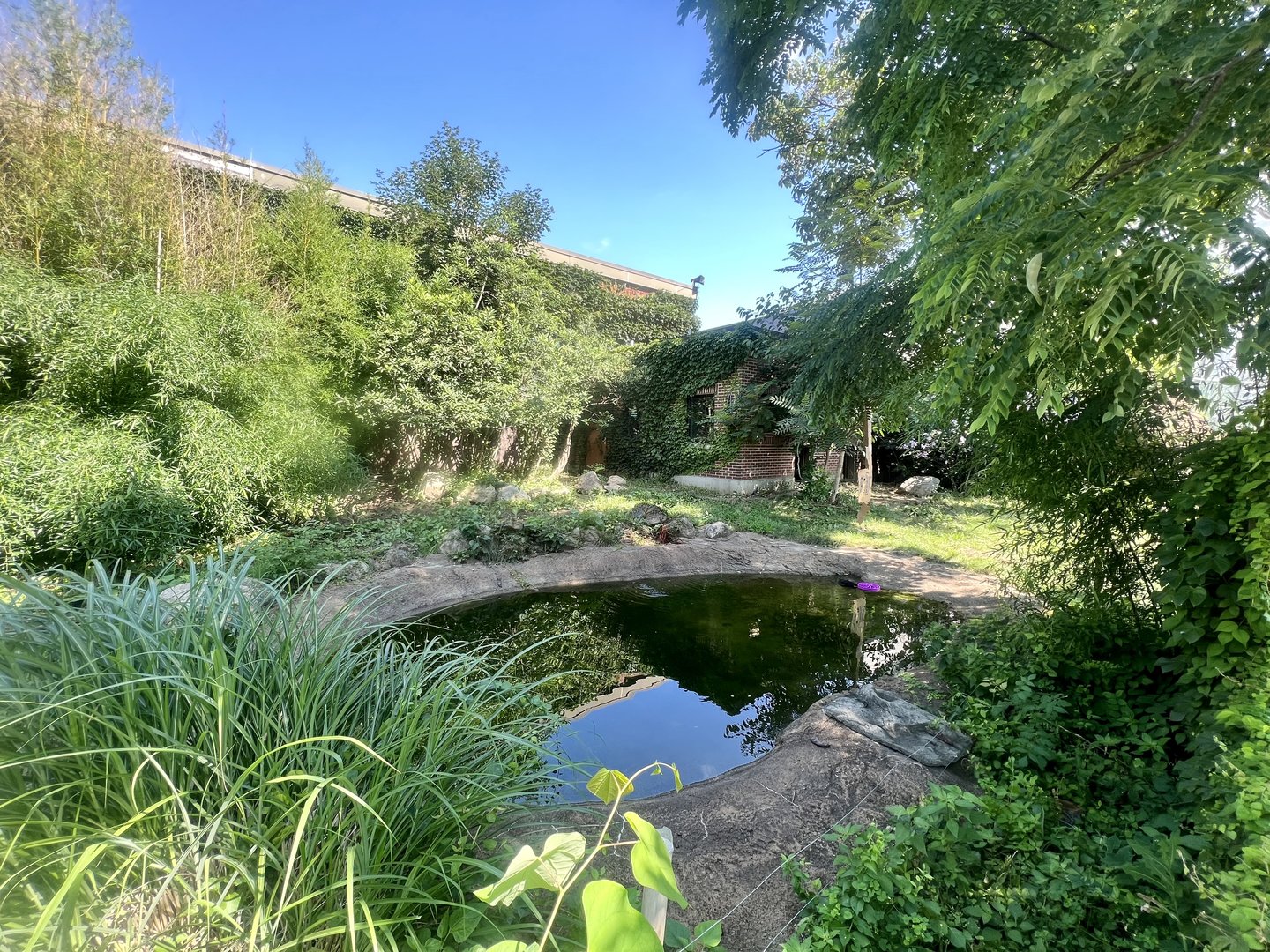 Giant Anteater Exhibit