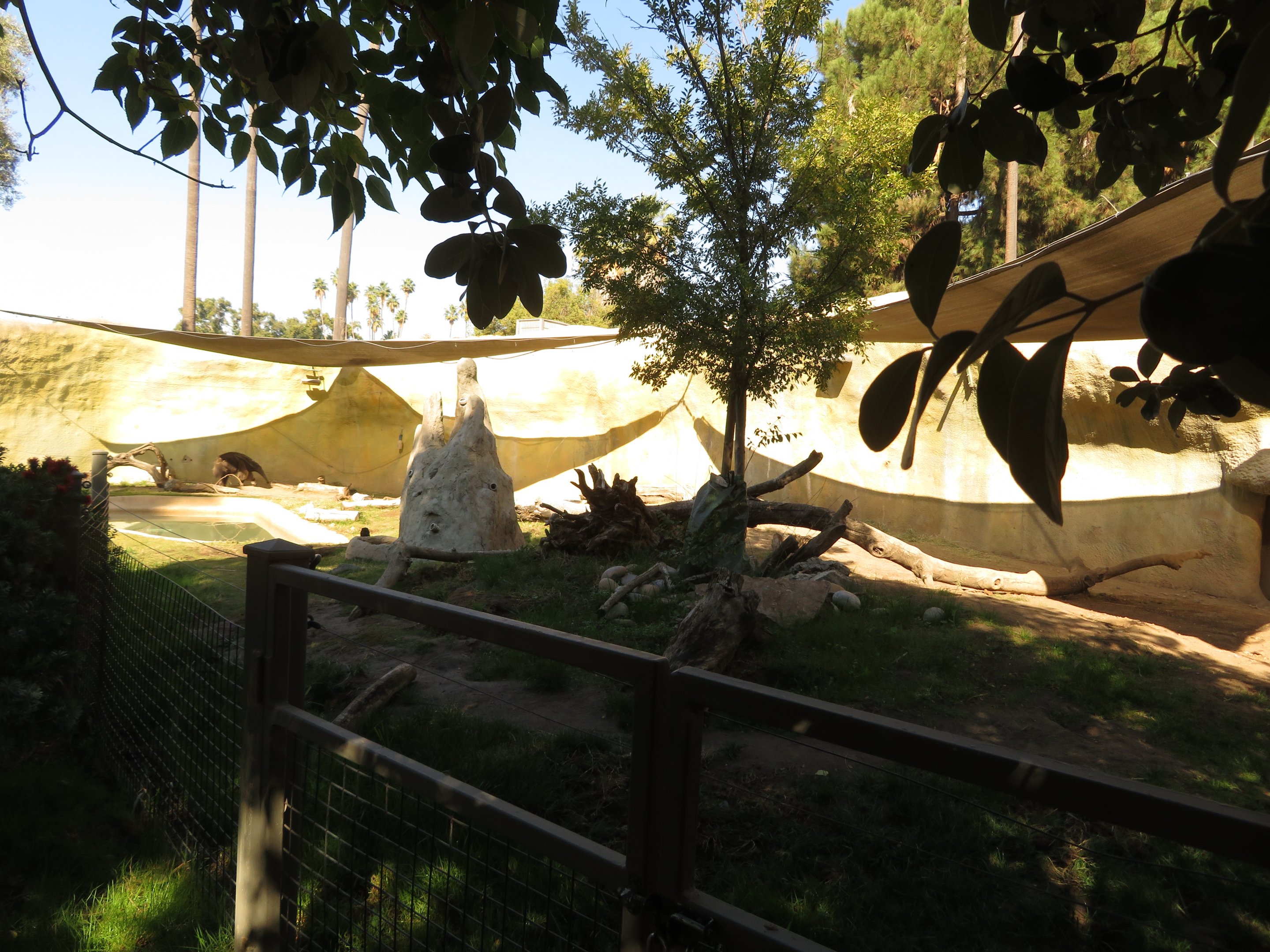 Giant Anteater Exhibit