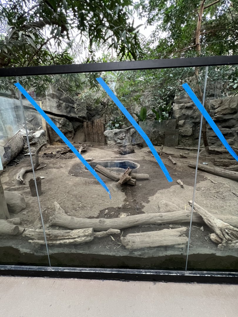 Giant Anteater Exhibit