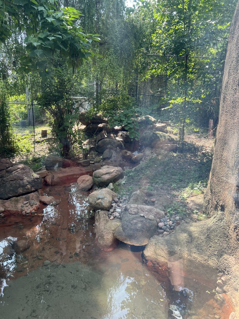 Giant Anteater Exhibit